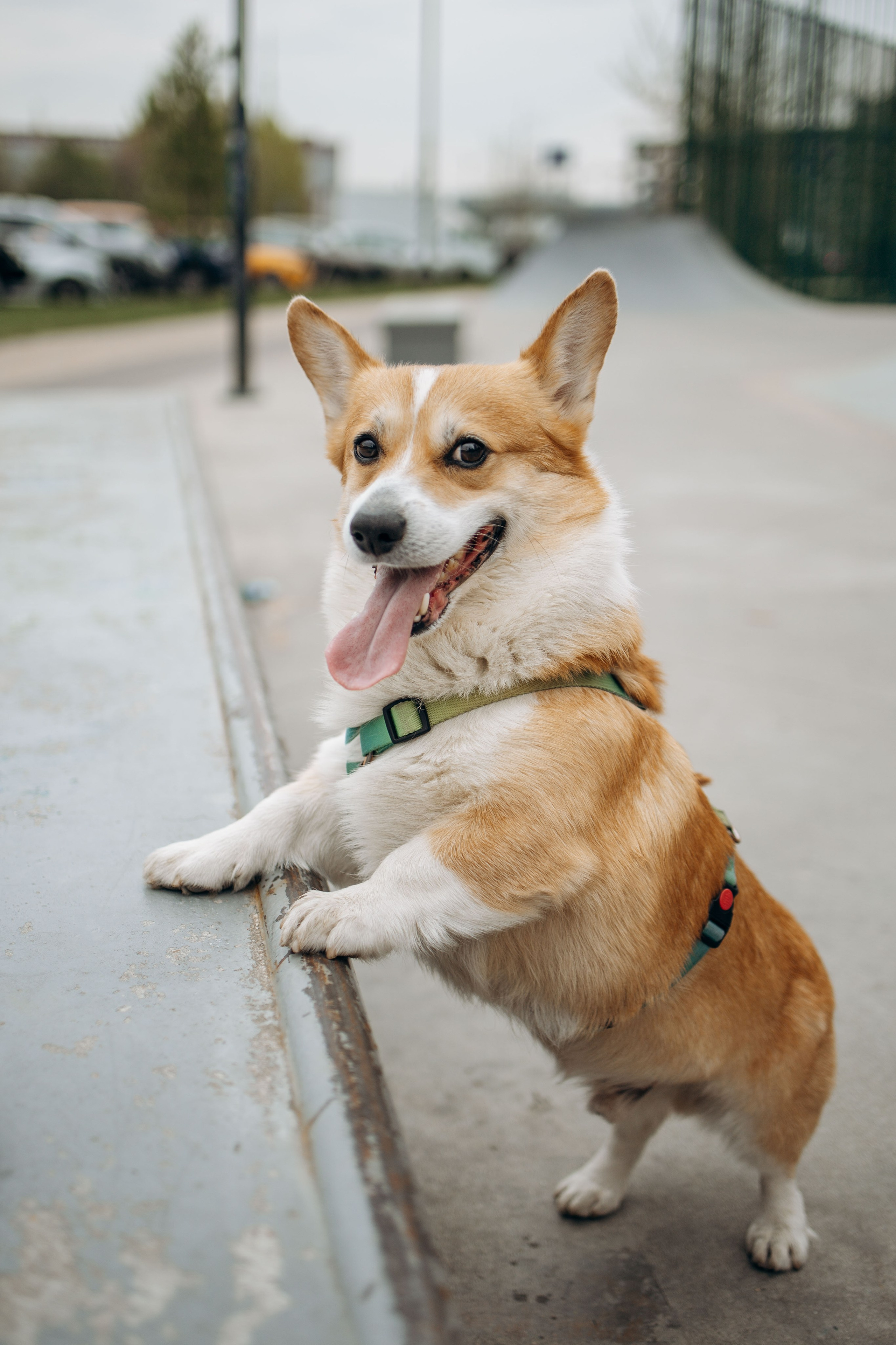 Екатерина и Альфи