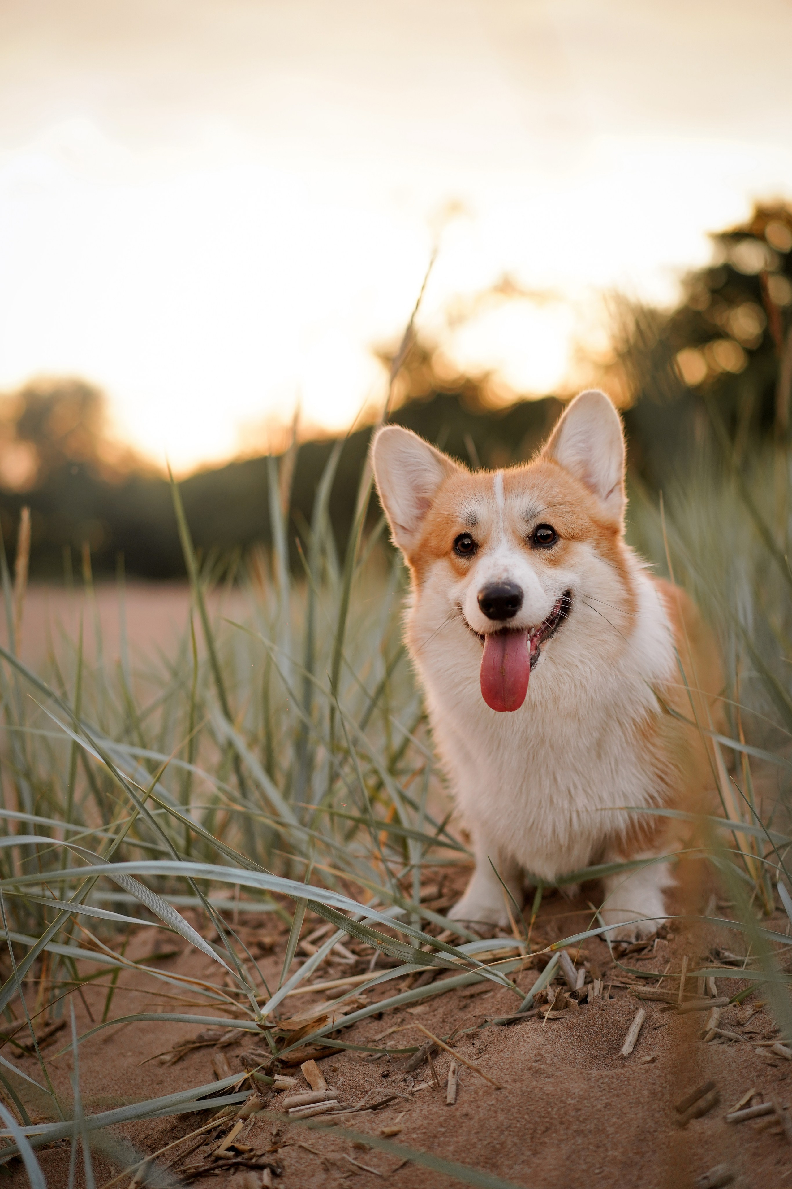 Катя Алиса и коржики. Фотограф-анималист в Санкт-Петербурге Яна Мартынова