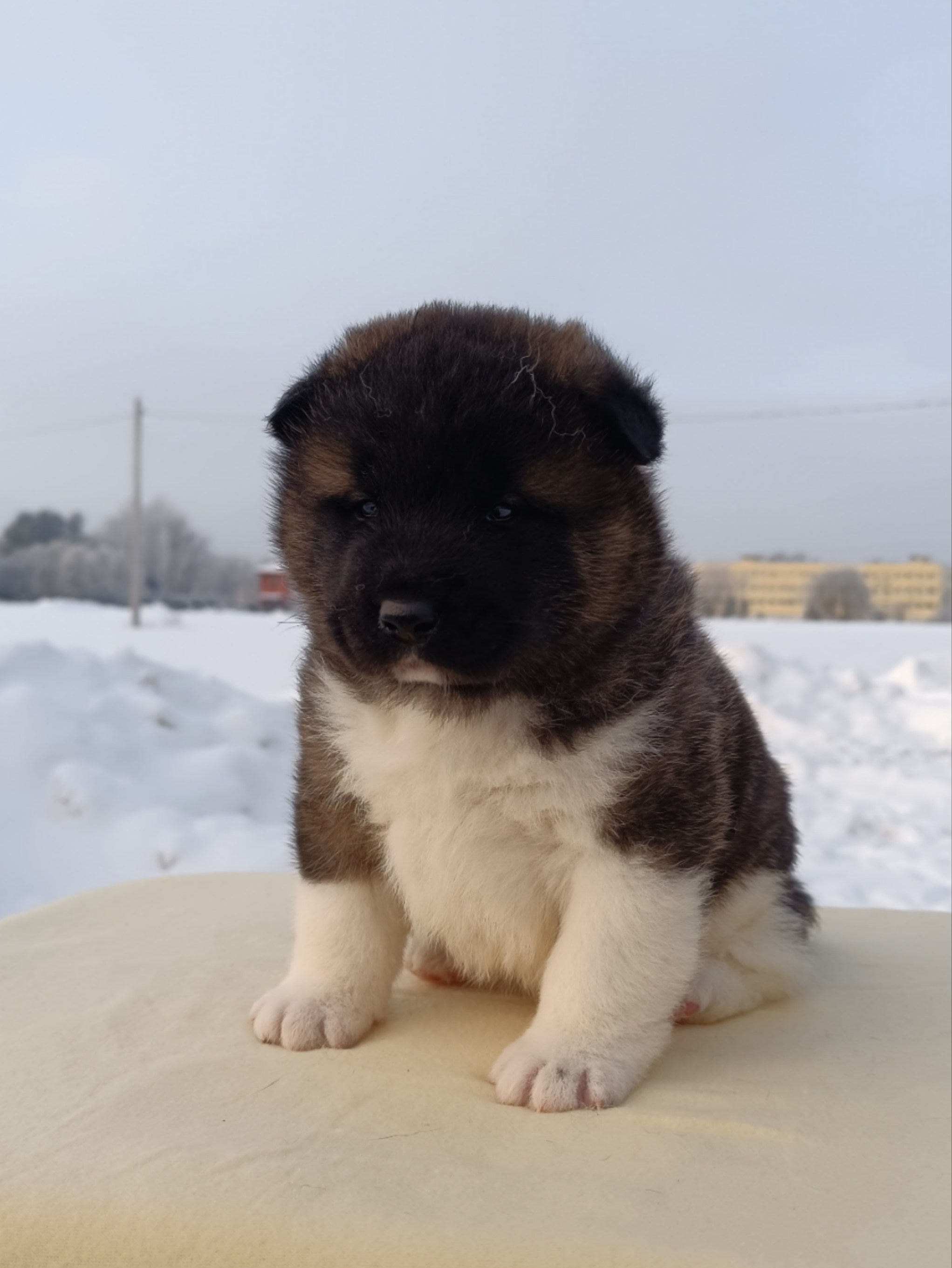 Rubylight Ctsar'. Американская акита I Сиба ину I Питомник RUBYLIGHT