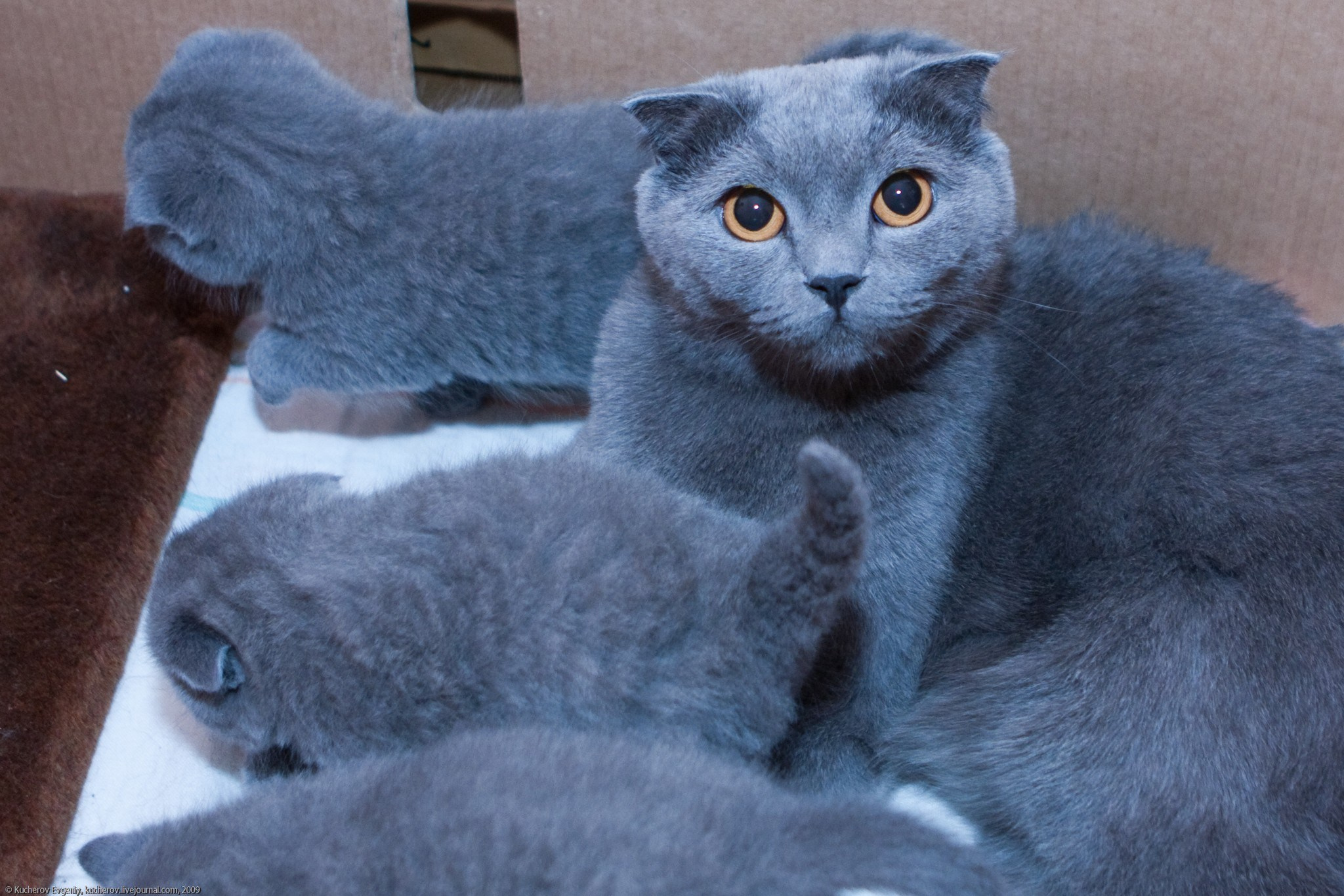 Котята. Кучеров Евгений. Фотограф
