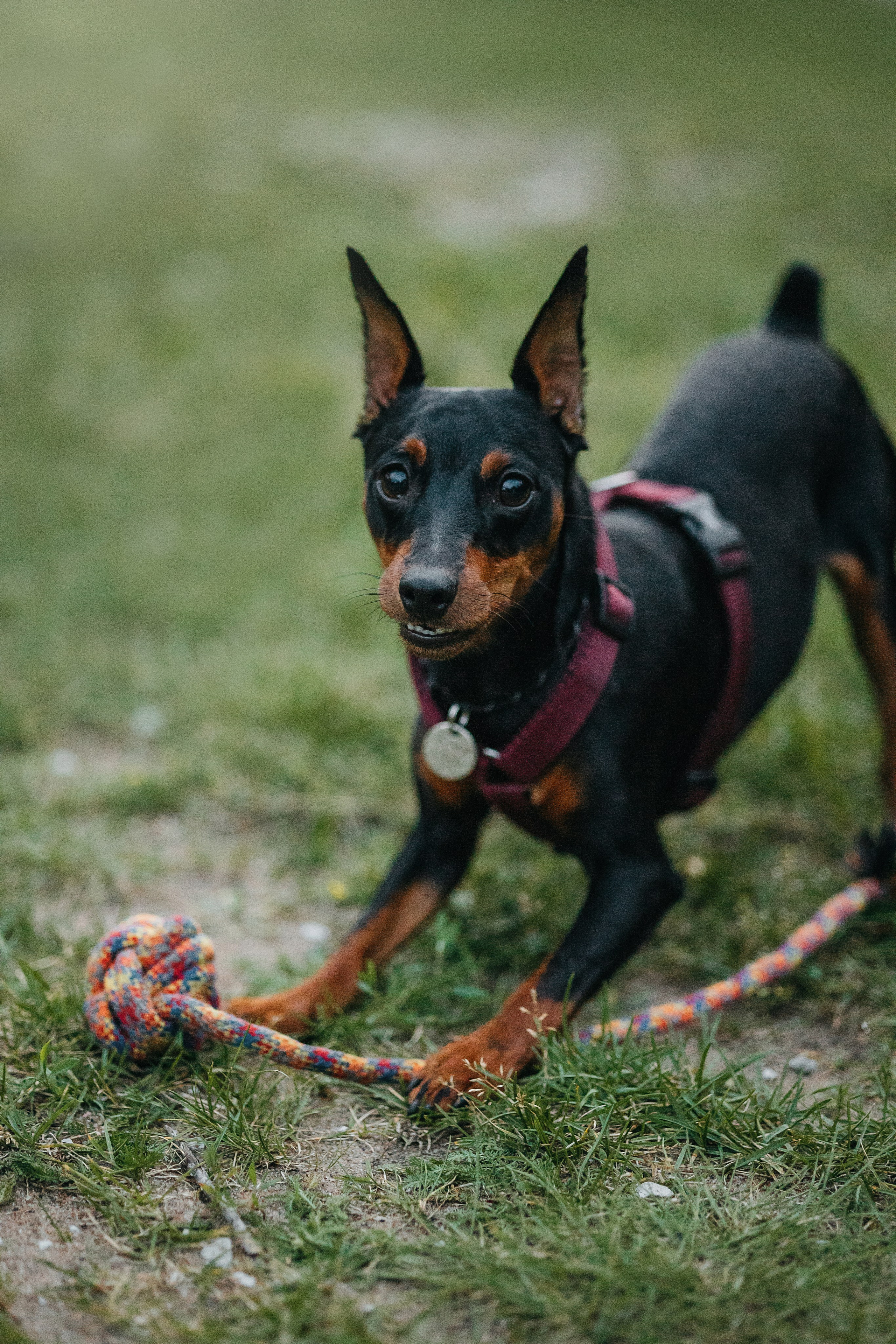Сириус и его семья. Фотограф — Анималист | Санкт-Петербург