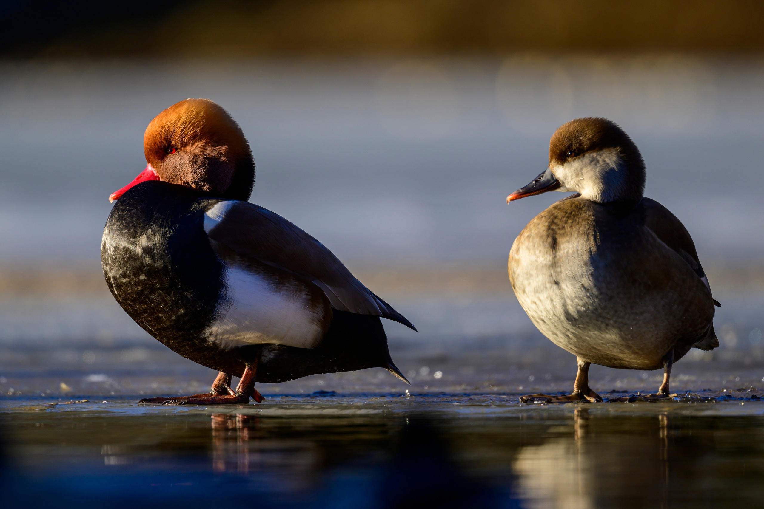 Нырки. Pochards. Фотограф Сергей Пупонин
