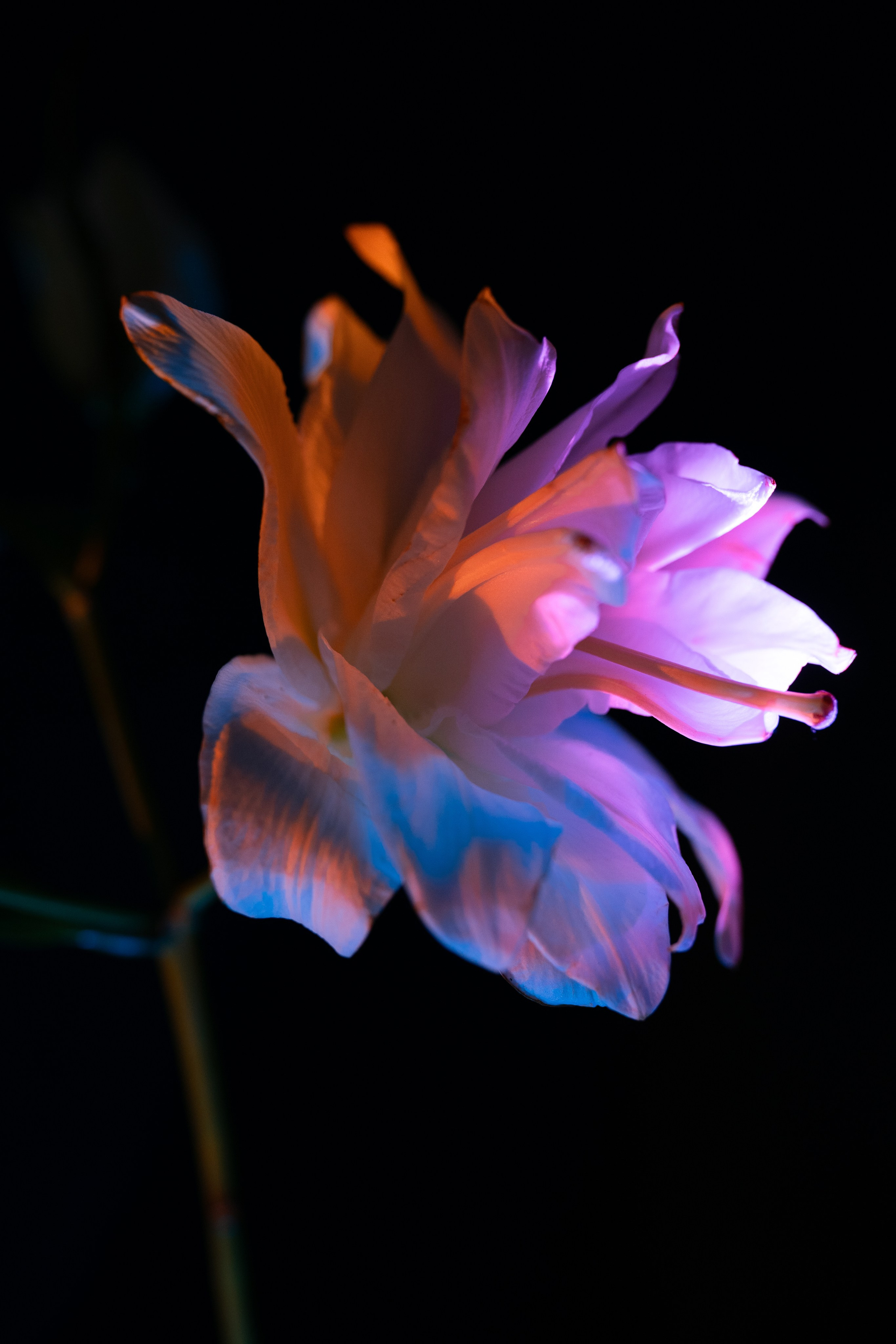 Shades of Bloom. Фотограф в Алматы Анастасия Новоселова