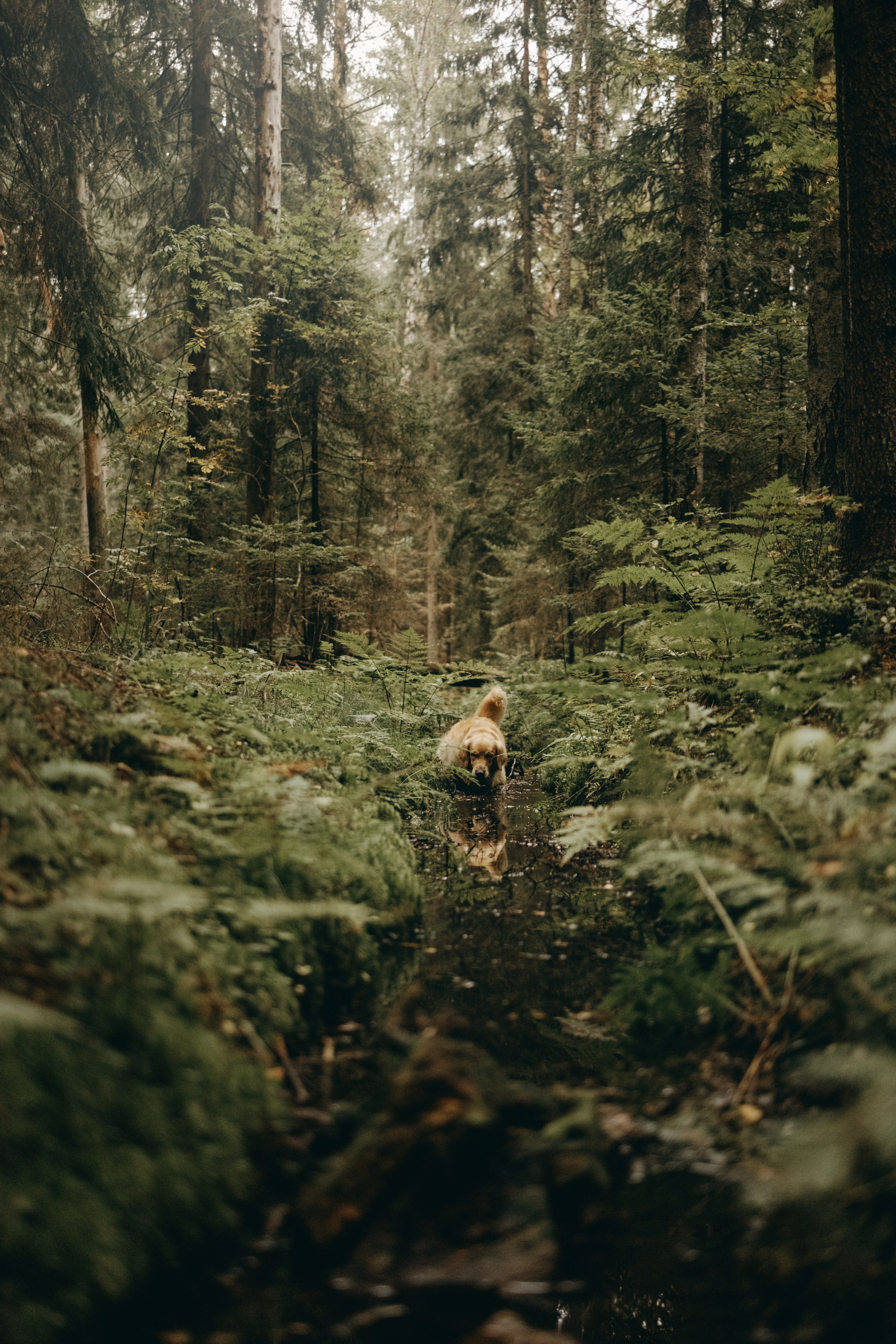 Фоси и его семьи. Фотограф — Анималист | Санкт-Петербург