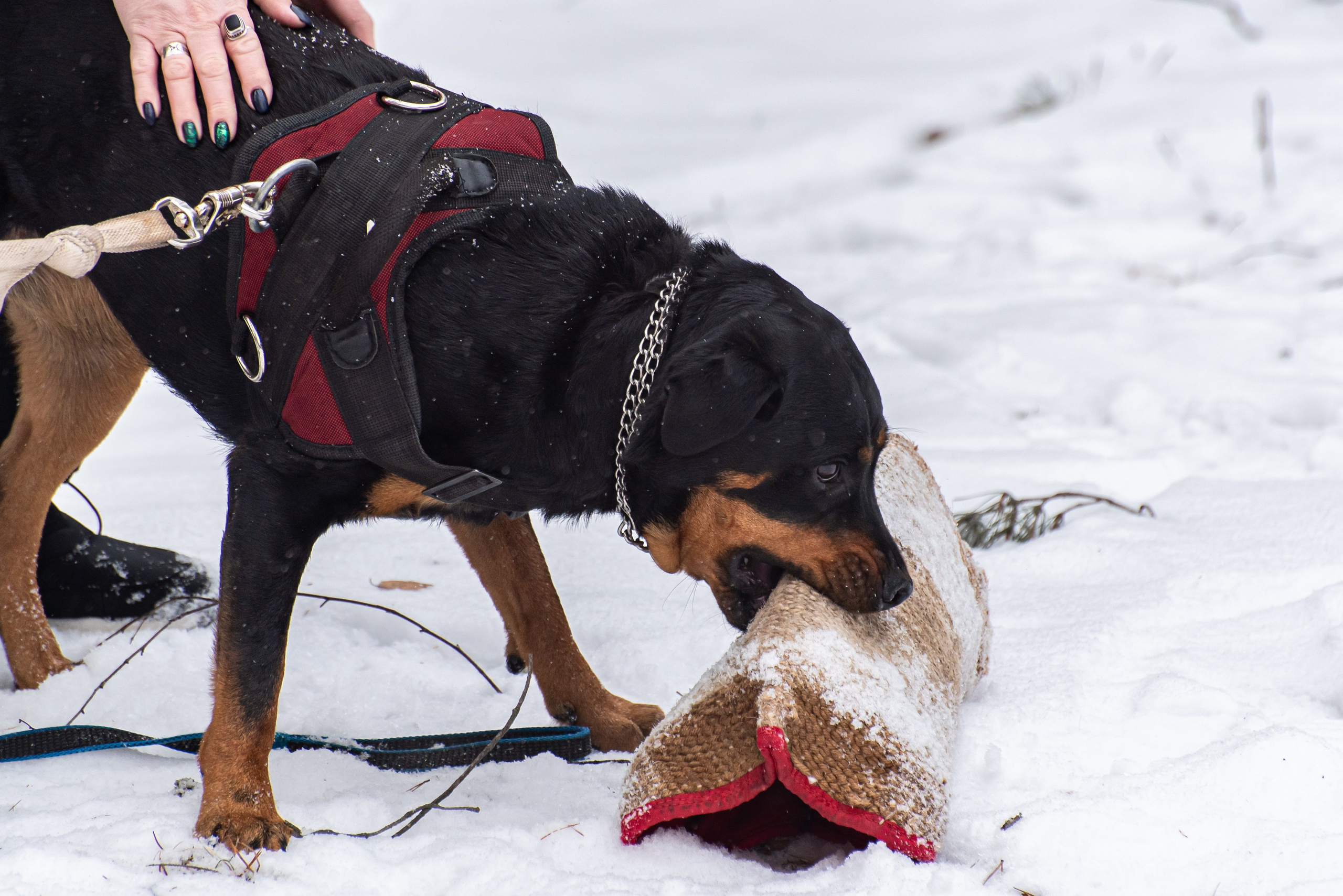 Фотосъёмка с собаками в Кинологическом лагере. Фотограф Макс Огурцов в Нижнем Новгороде