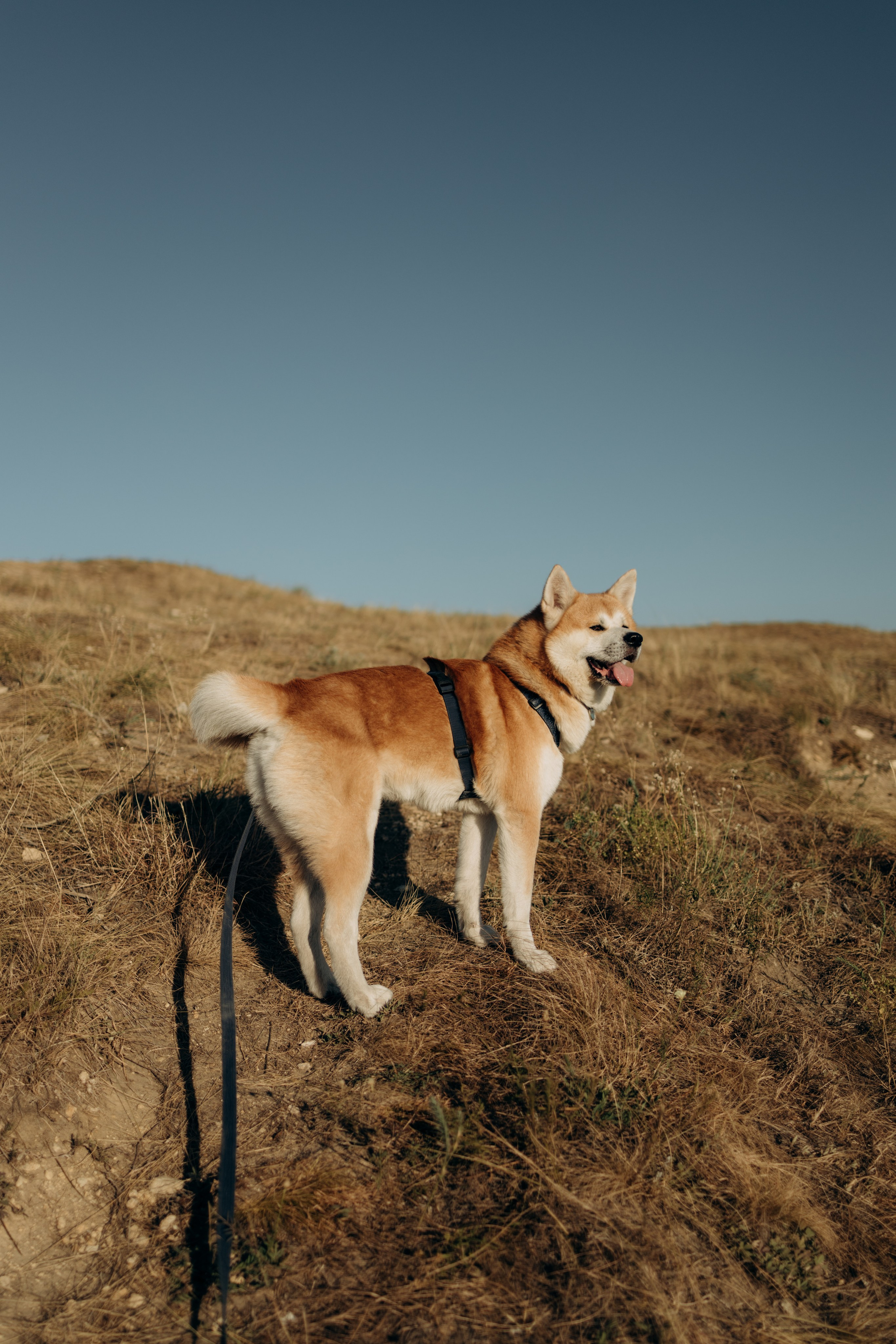 Надя, Илья и Танджи. Майорова Валерия Фотограф Ставрополь