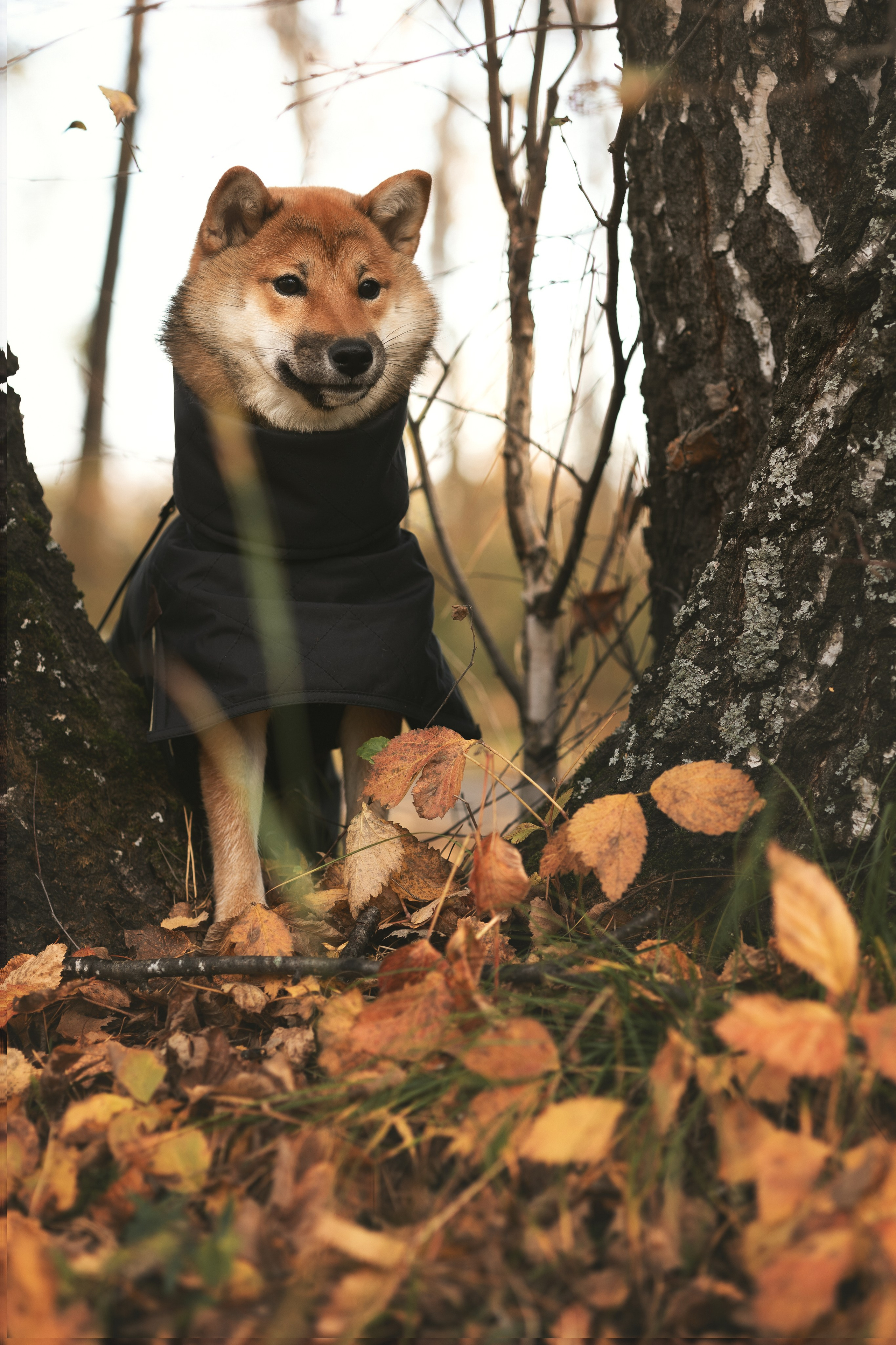Оши | Сиба-Ину |. Фотограф