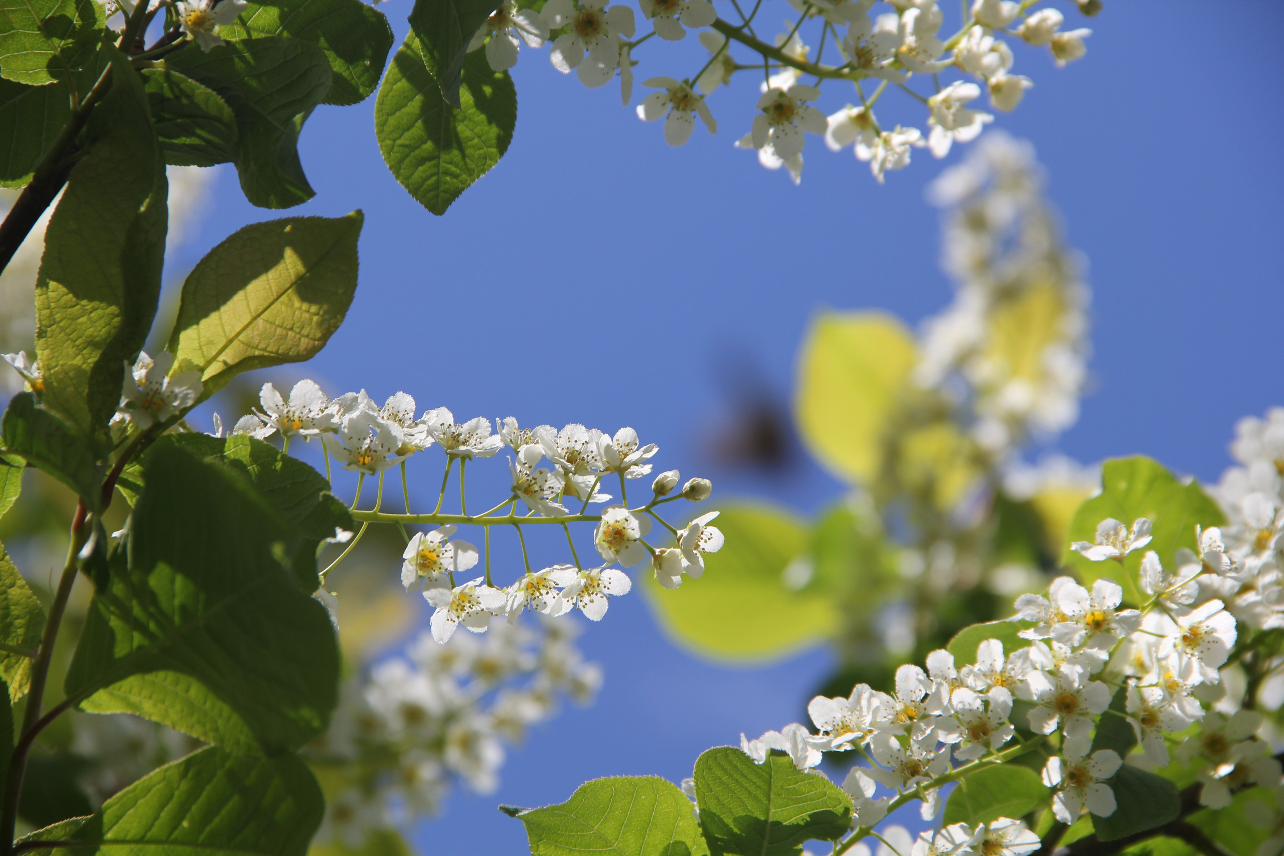 Весна. Ваш фотограф Северск | Томск