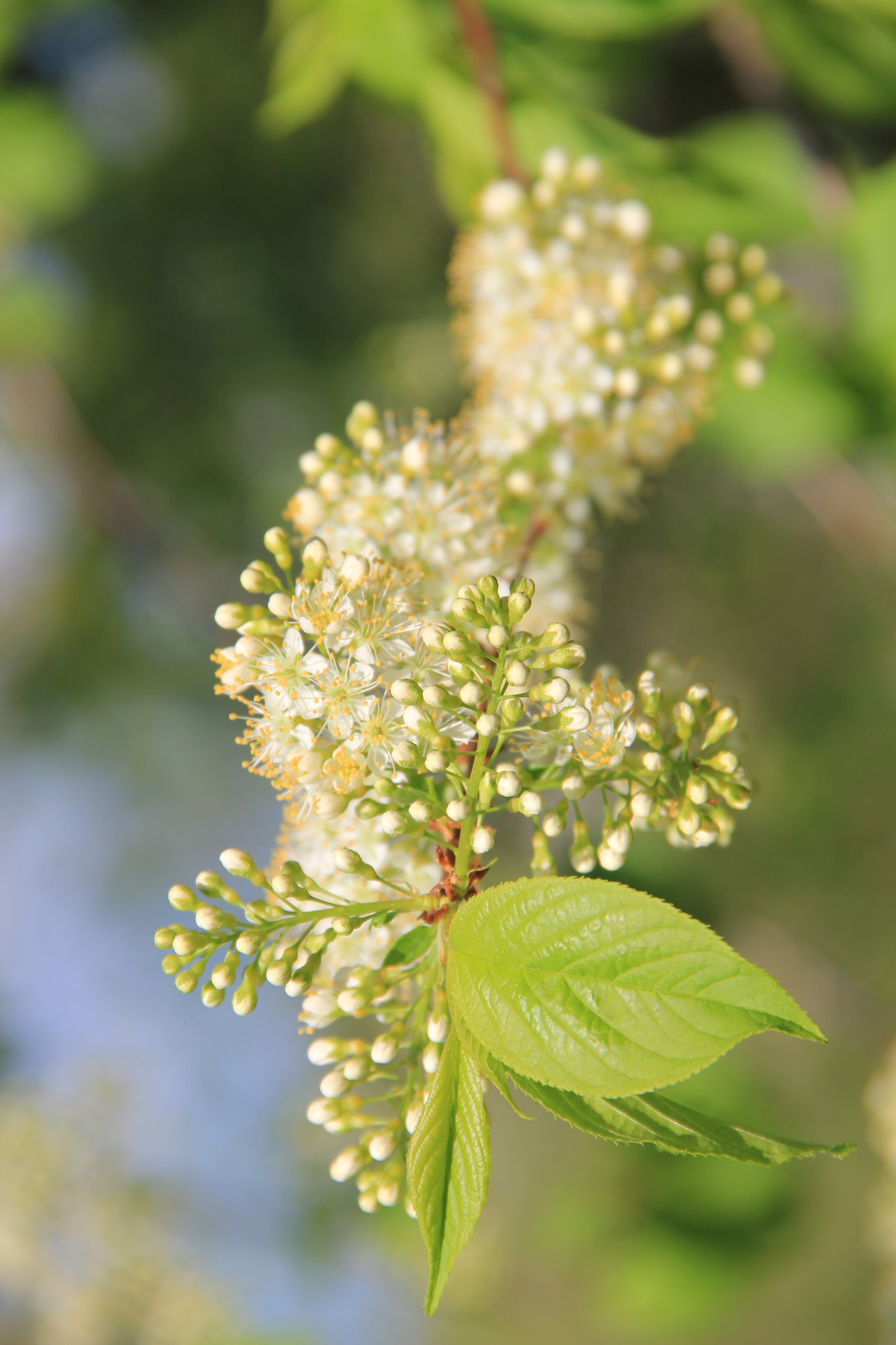 Весна. Ваш фотограф Северск | Томск