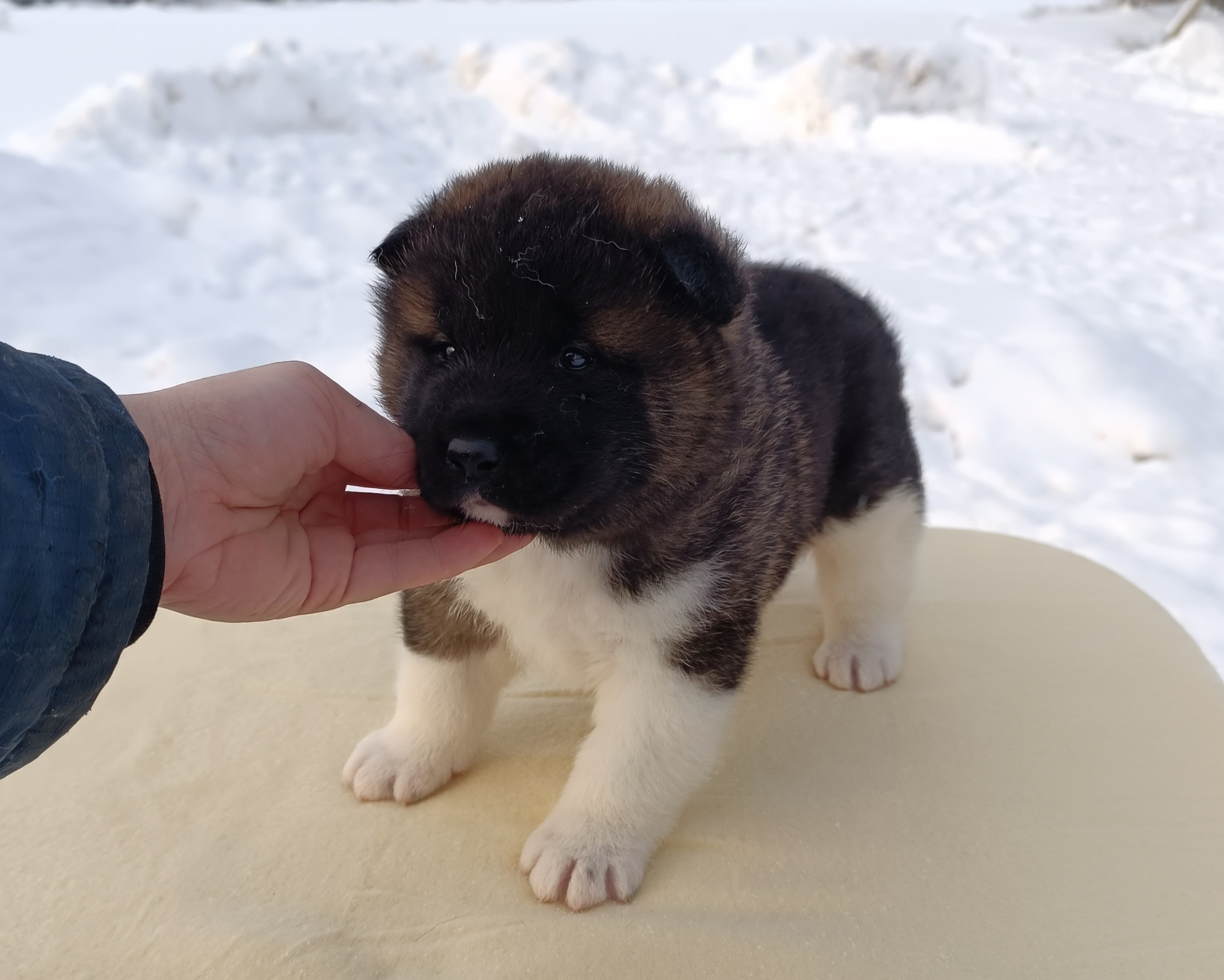 Rubylight Ctsar'. Американская акита I Сиба ину I Питомник RUBYLIGHT