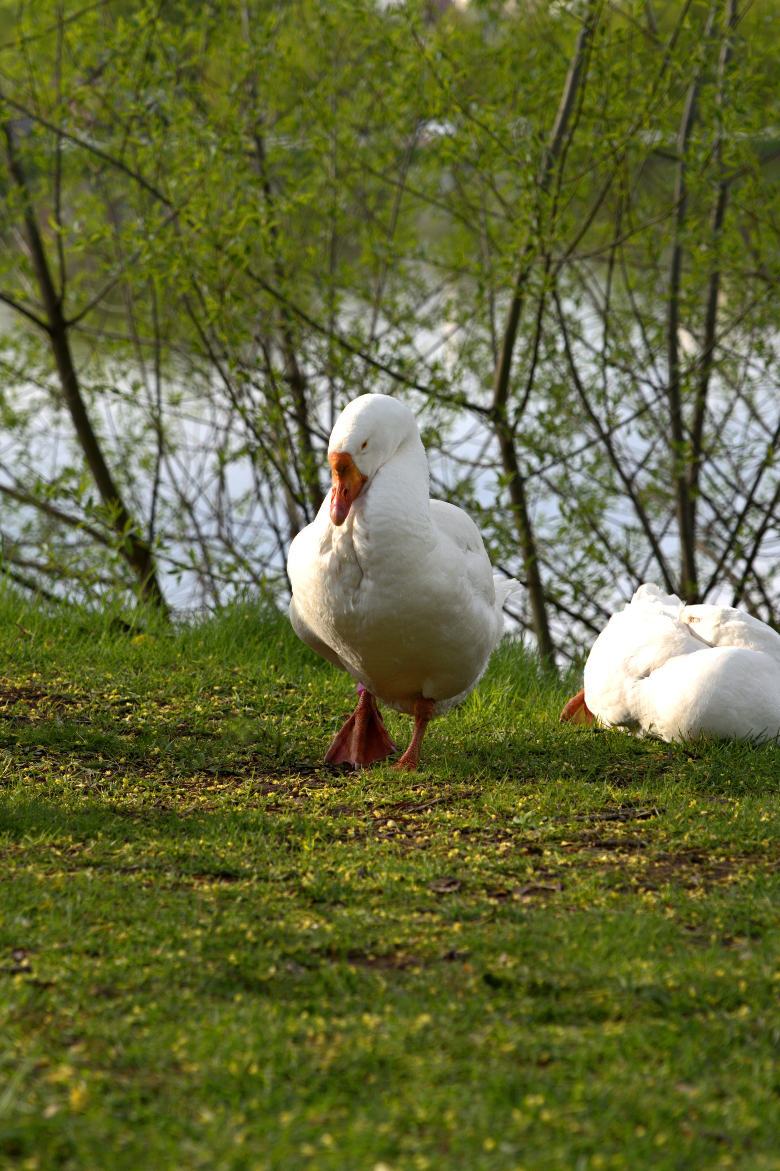 Музей-Заповедник «Царицыно» | 2025. GLAR