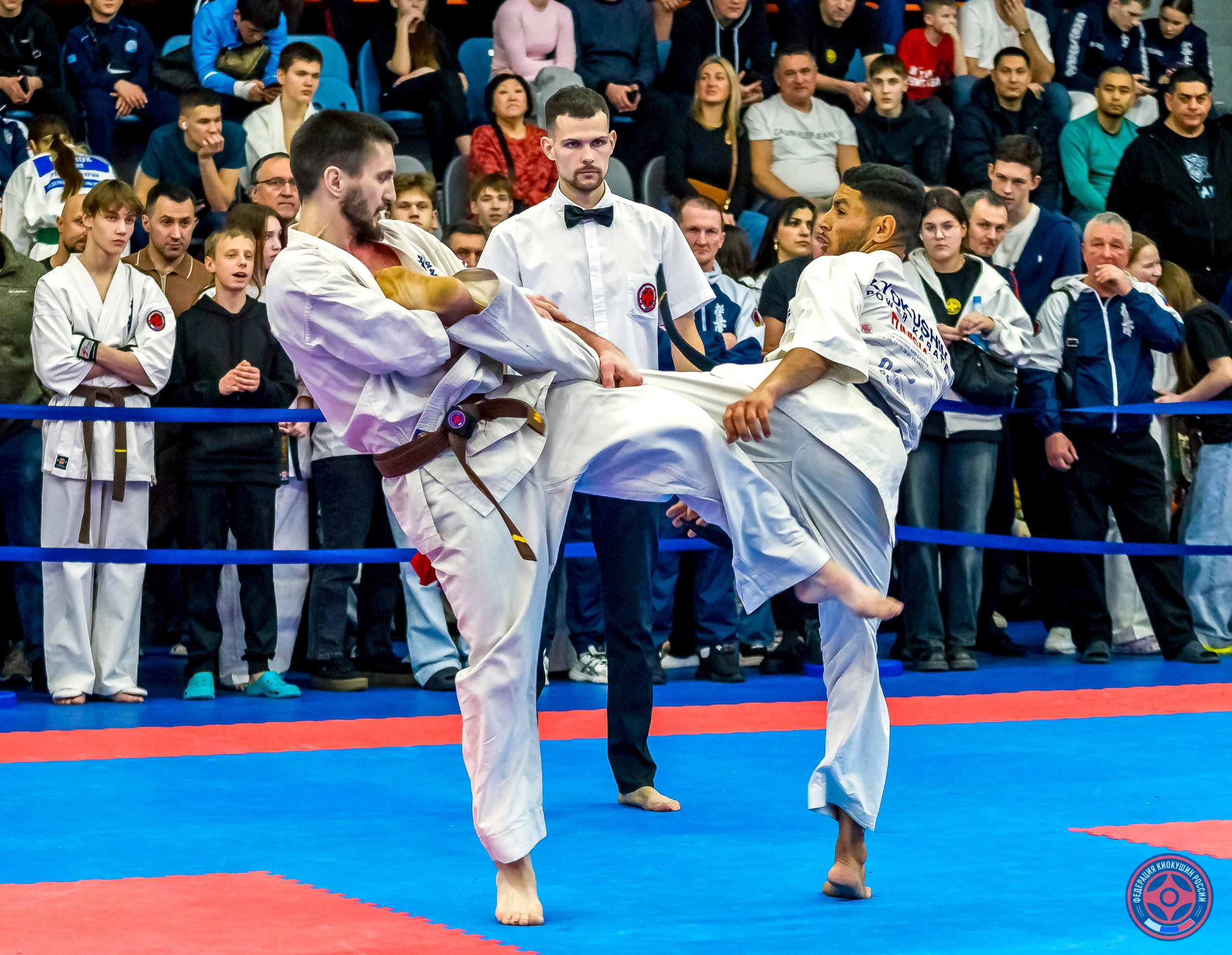 Международный турнир по киокушин «Открытый кубок Seiken». Репортажная съемка в Москве и области. Анималистика