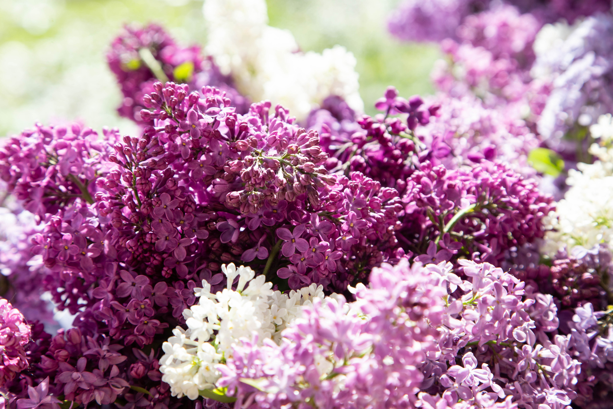 Рябинка Выпускной. Фотограф в Самаре / Олеся Широнина