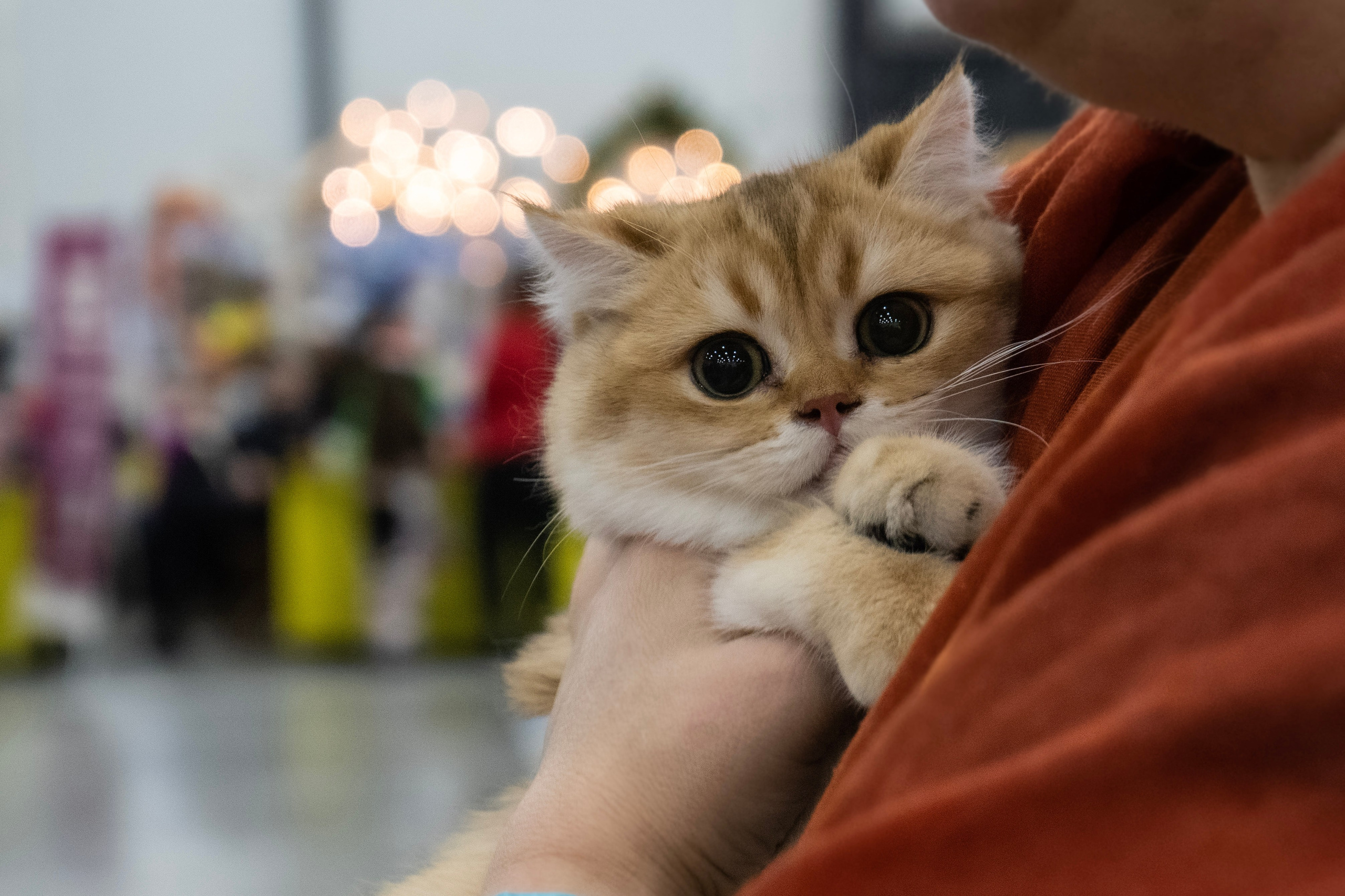 Фотосессии Пушистиков. Фотограф в Санкт-Петербурге Виктория Барышникова