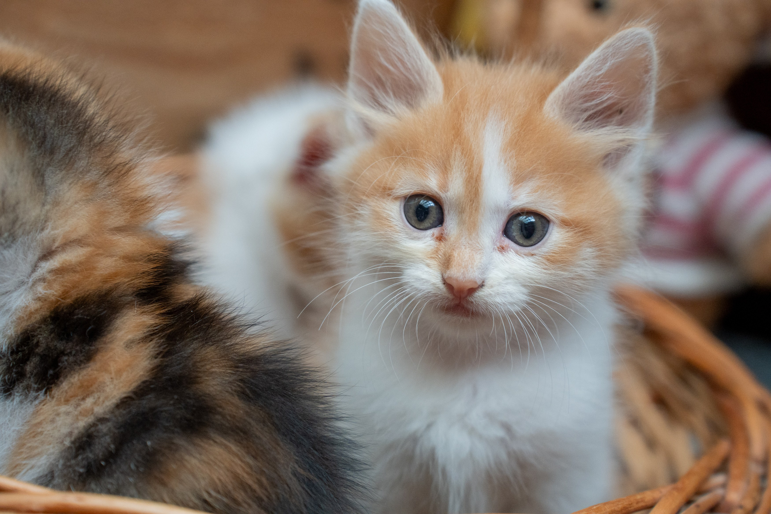 Анимализм. Портретный фотограф Олеся Владимирова в Москве