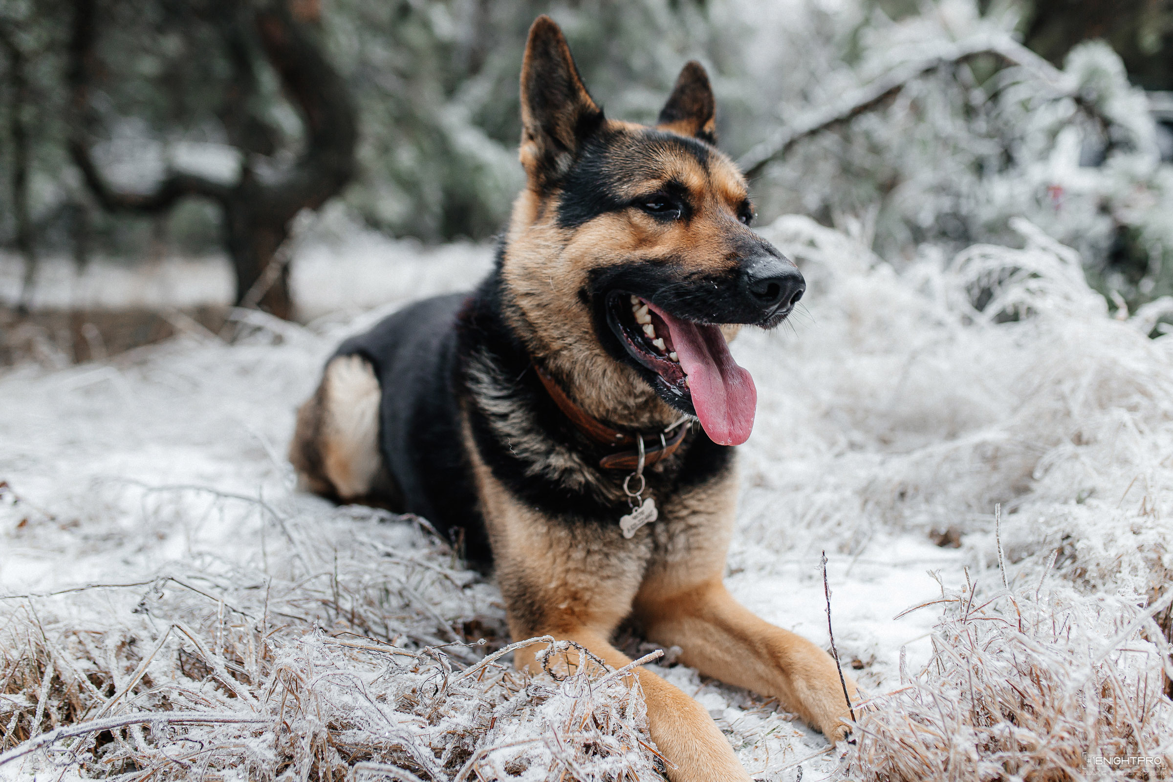 Катя и Честер. Семейный фотограф — Макс Белогрудов