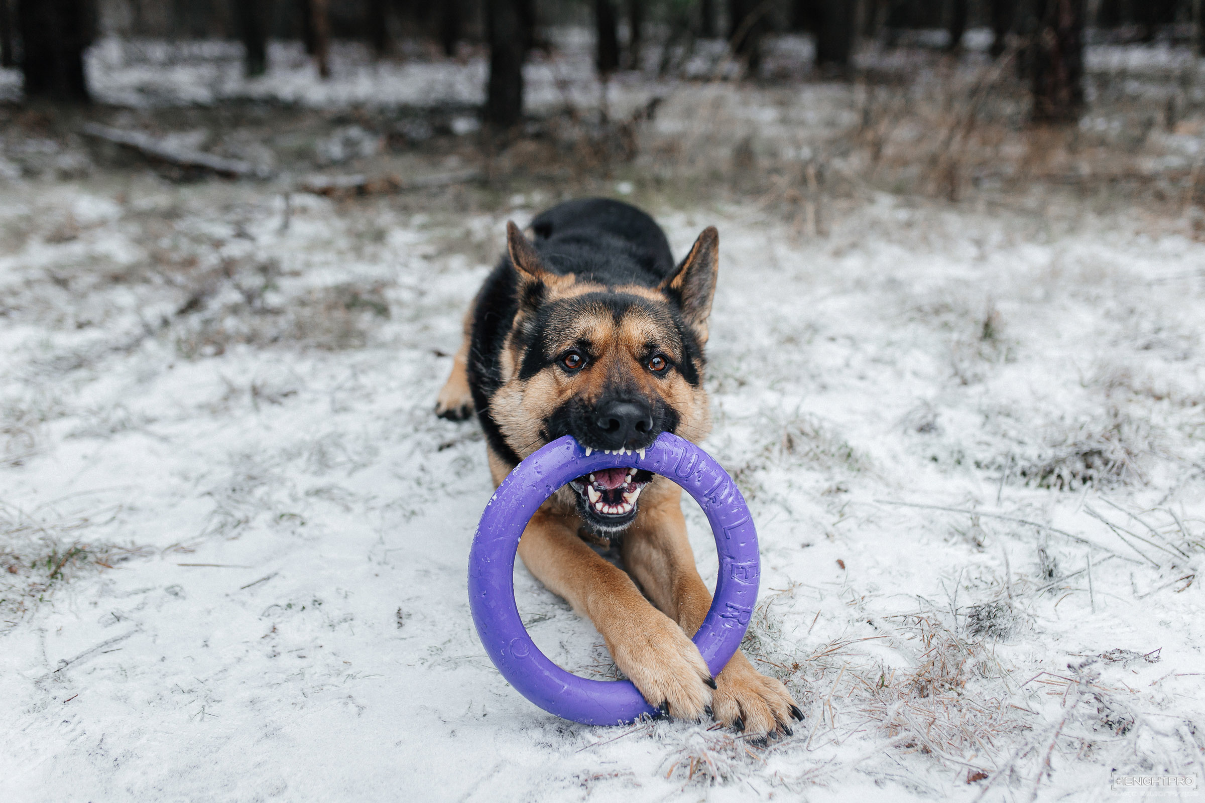 Катя и Честер. Семейный фотограф — Макс Белогрудов