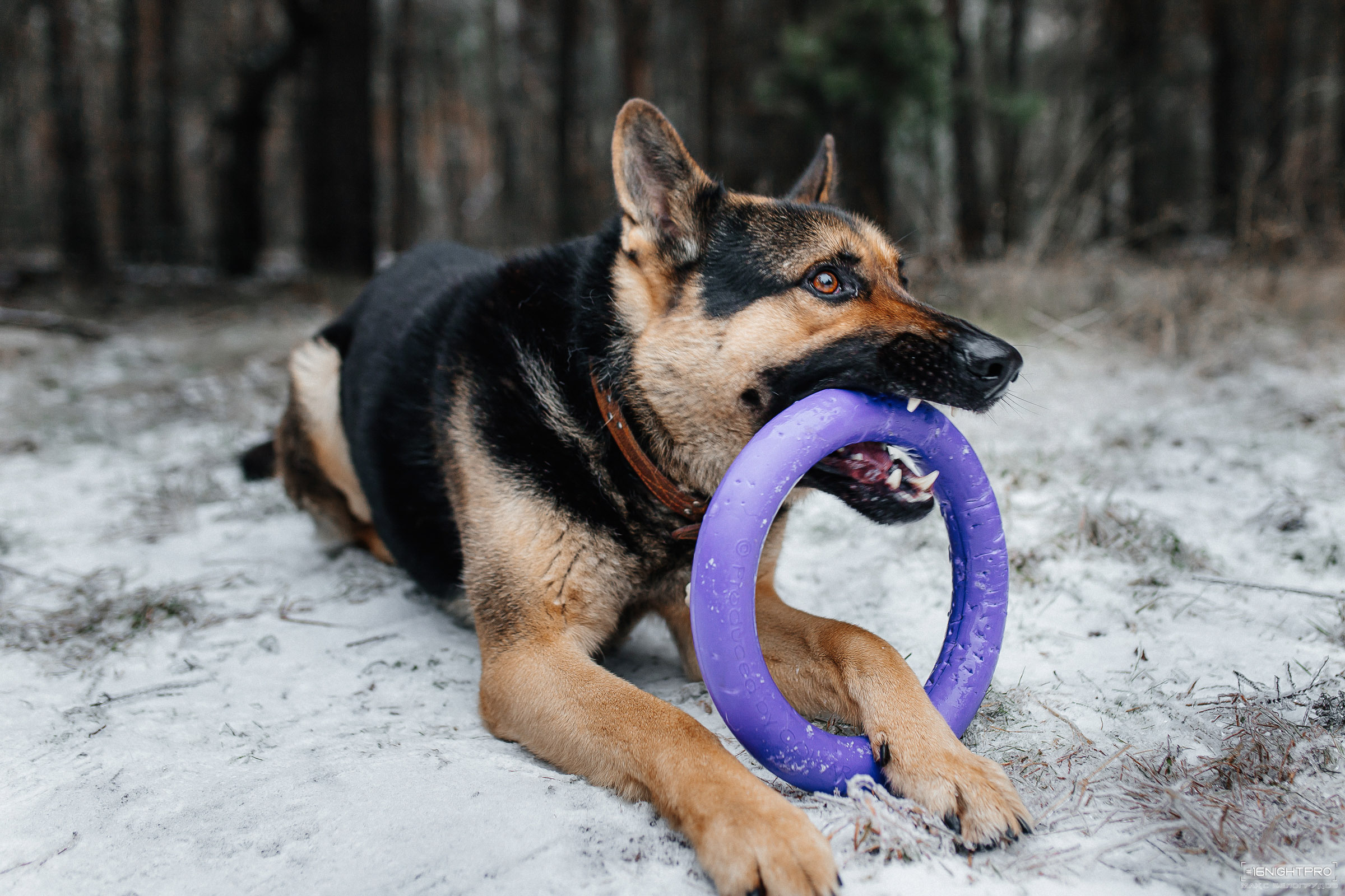 Катя и Честер. Семейный фотограф — Макс Белогрудов