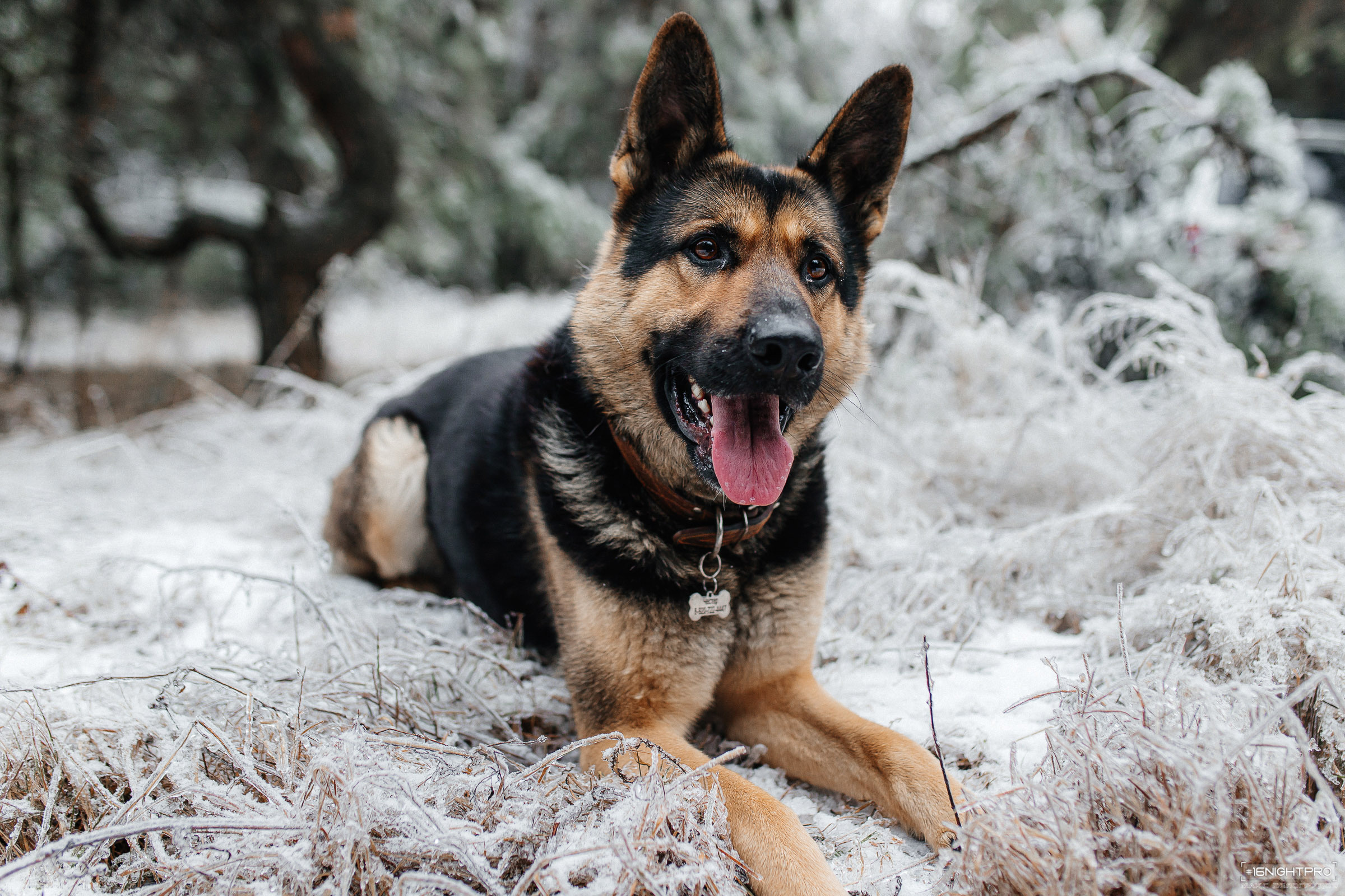 Катя и Честер. Семейный фотограф — Макс Белогрудов
