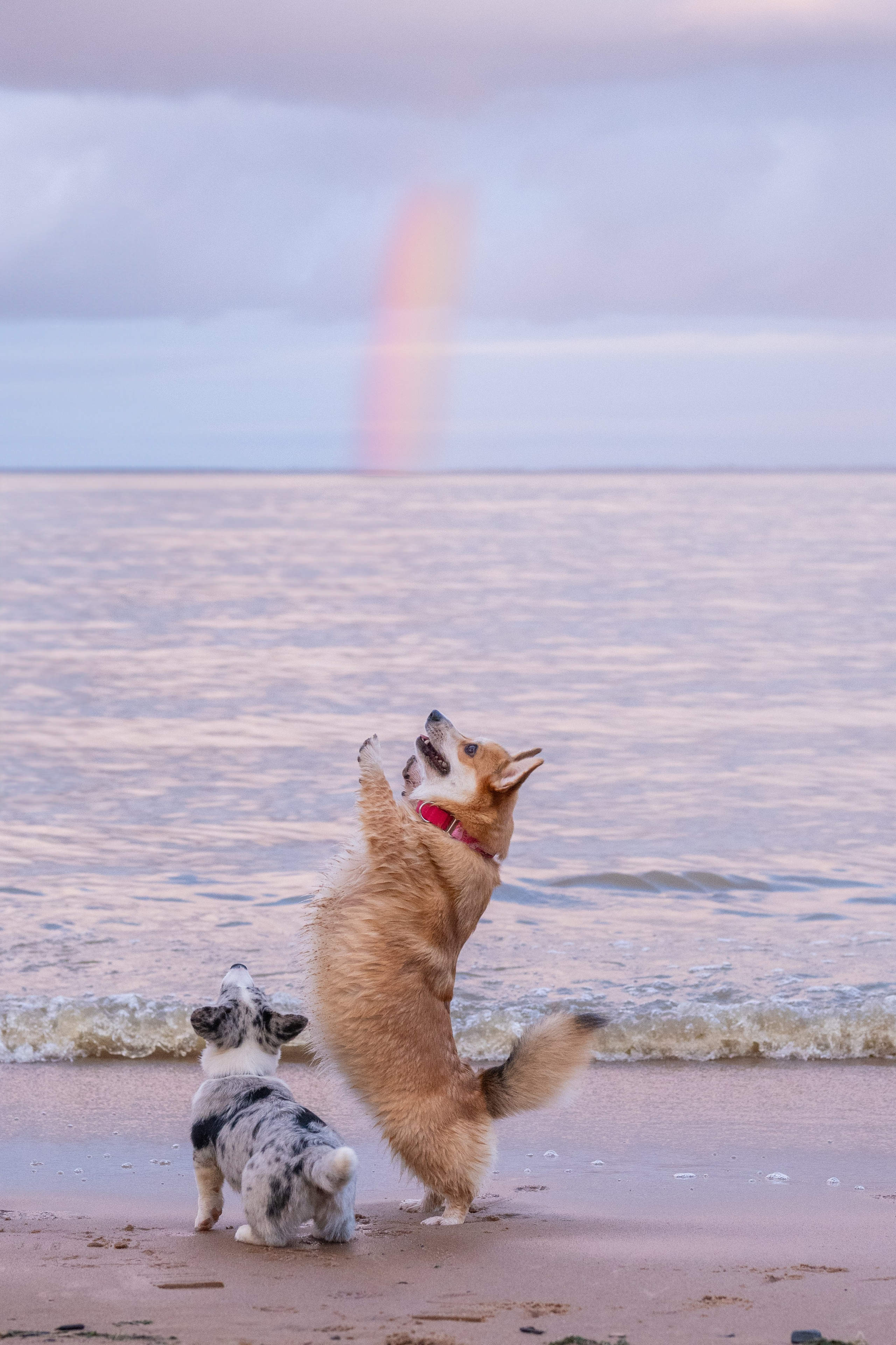 Вы и ваши питомцы. Фотограф в Санкт-Петербурге Александра Ладыгина