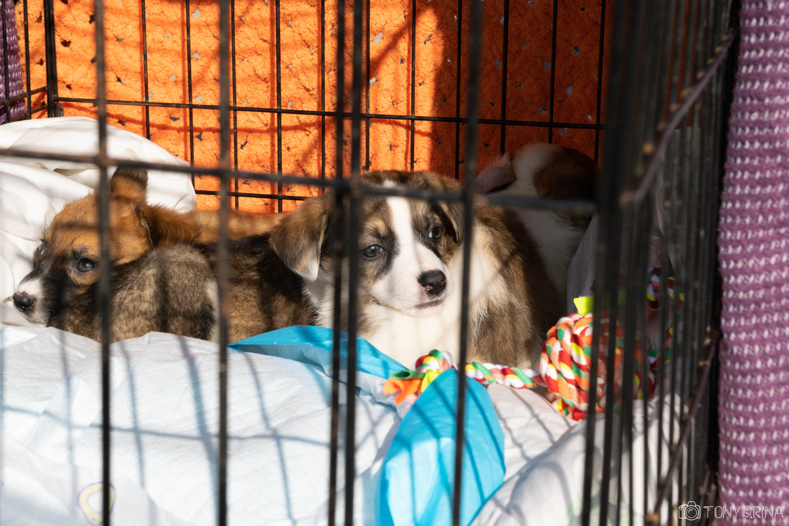 Рок в защиту животных 2023 Хабаровск - Антон Курдюмов фотограф в Хабаровске Рина Курдюмова фото27 foto27 Антон Дорофеев Тони и Рина фотосоздатели Хабаровск