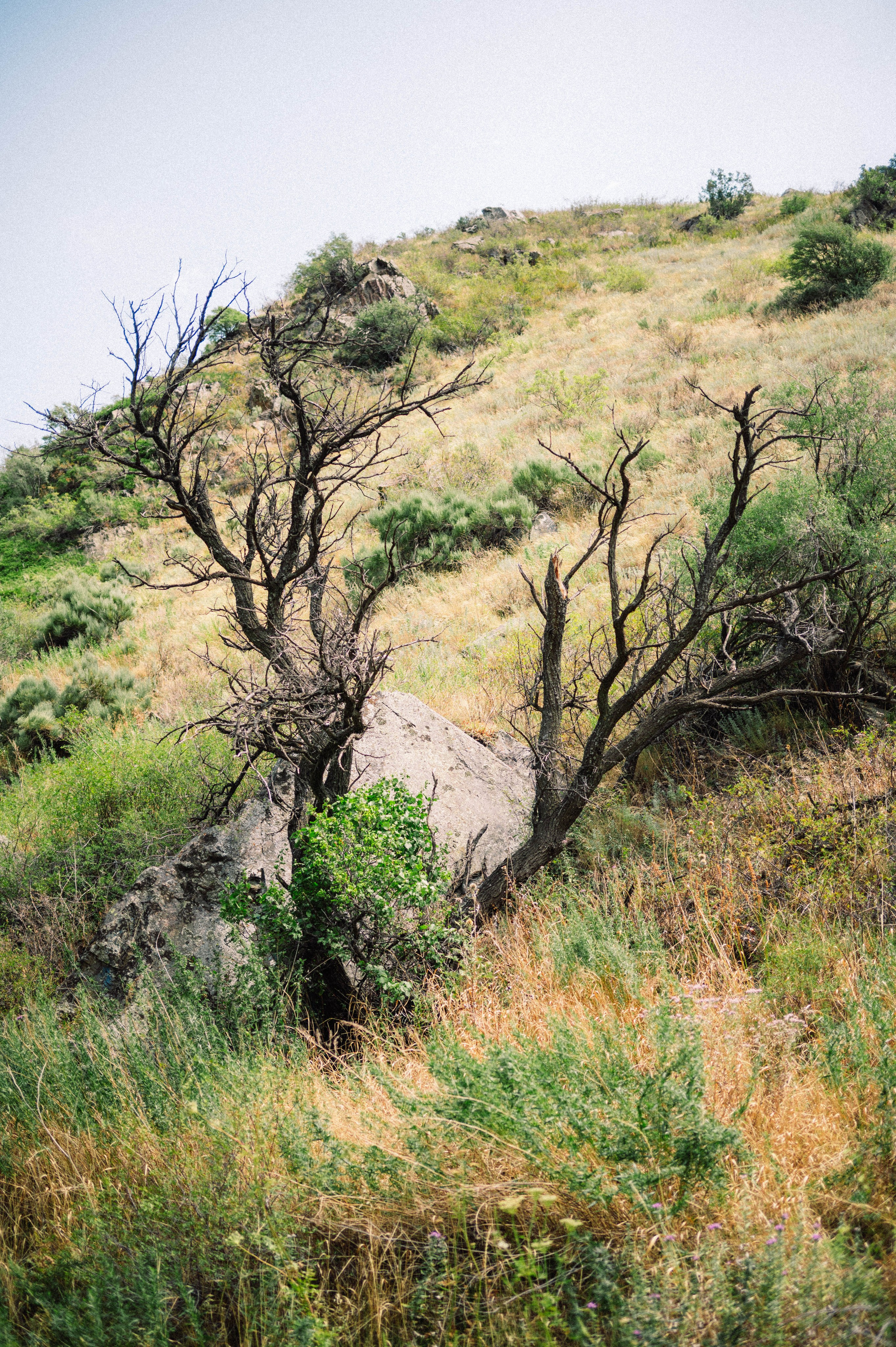 Плато Ассы: июль 2025. Фотограф в Алматы — Дарья Фёдорова