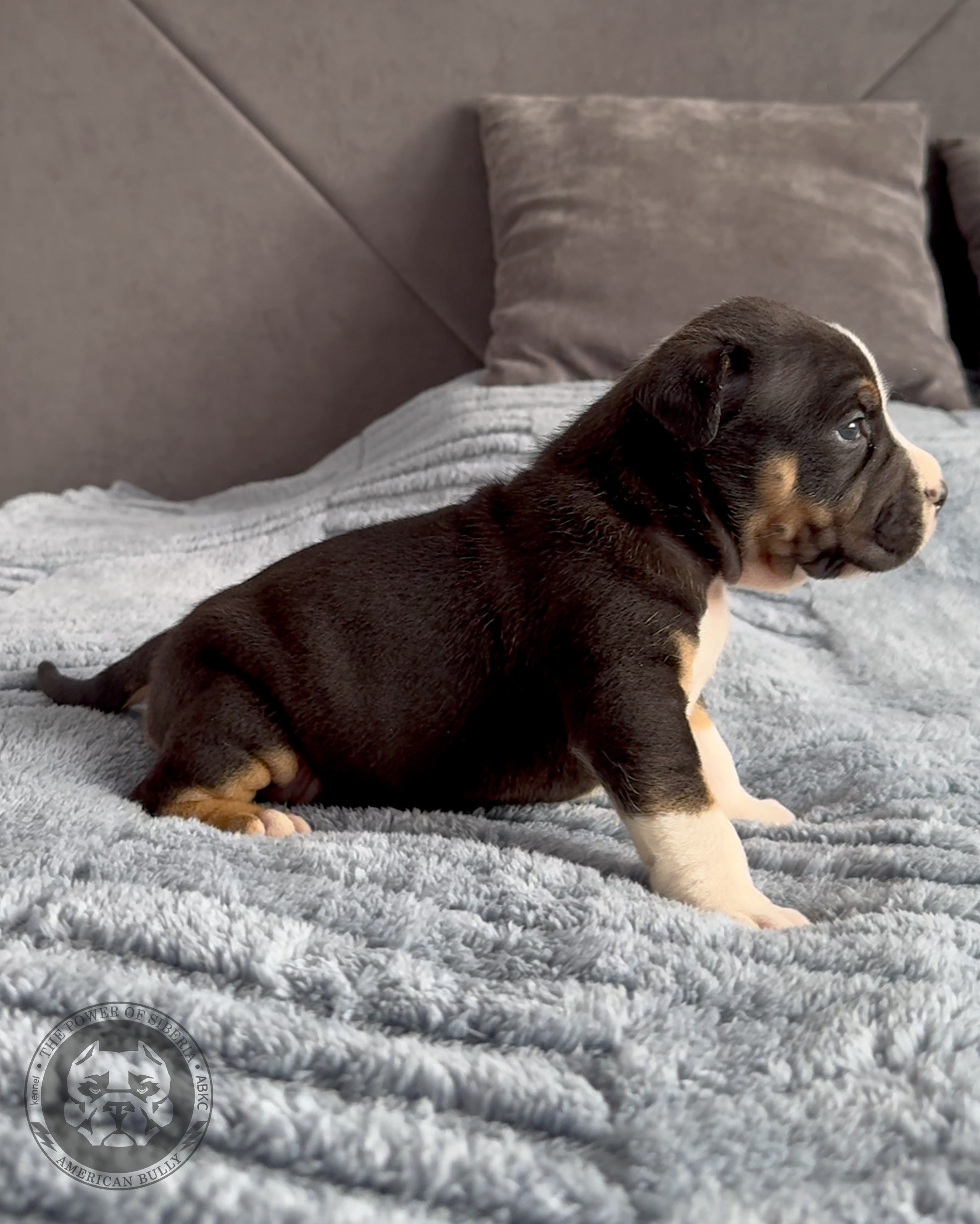 Свободные щенки Американский Булли стандарт и Свободные щенки Американский Булли классик. Американский Булли в г. Ростов-на-Дону. Питомник THE POWER OF SIBERIA