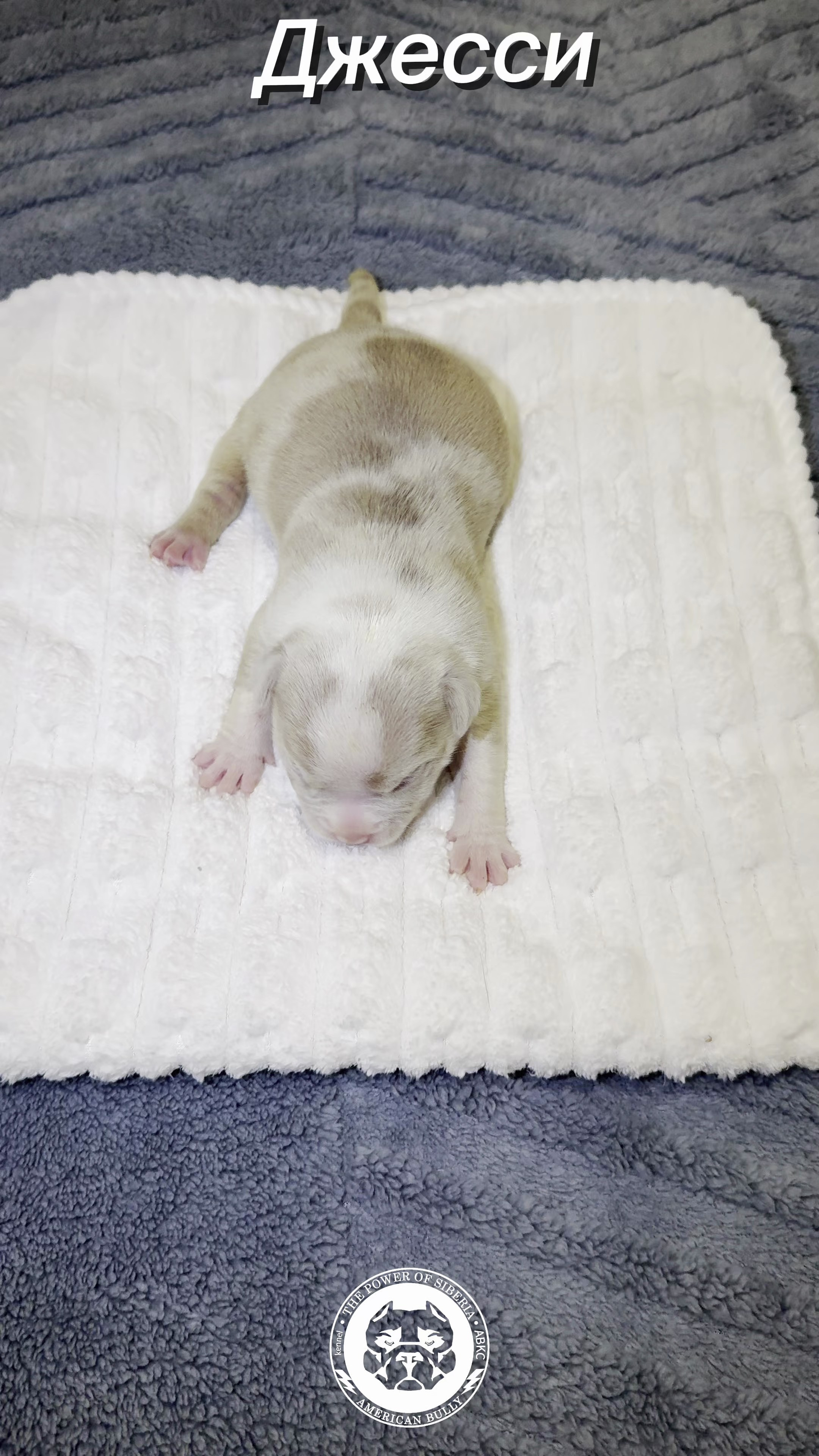 Свободные щенки Американский Булли, в типах покет, классик, стандарт. Американский Булли в г. Ростов-на-Дону. Питомник THE POWER OF SIBERIA