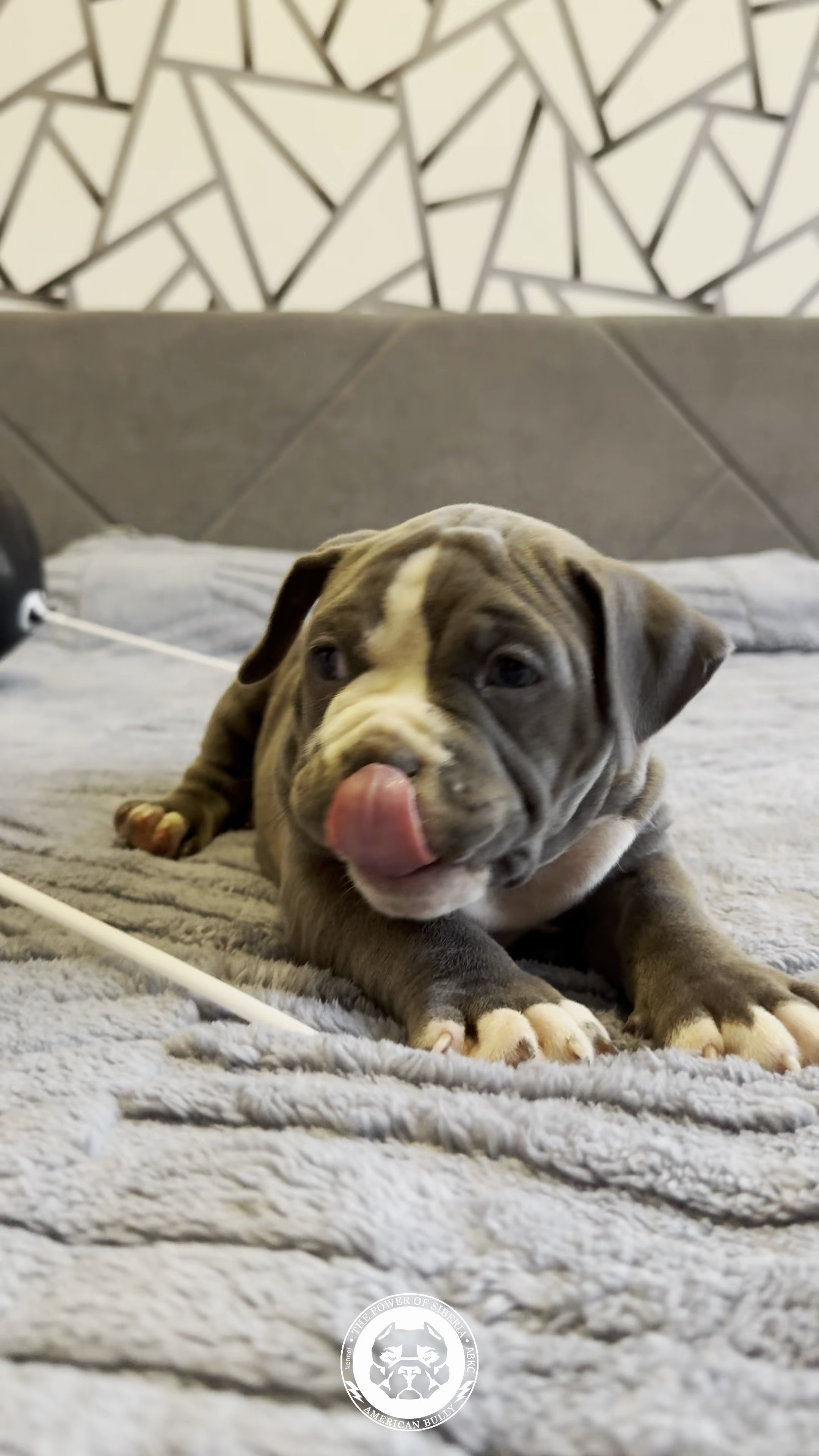 Свободные щенки Американский Булли, в типах покет, классик, стандарт. Американский Булли в г. Ростов-на-Дону. Питомник THE POWER OF SIBERIA