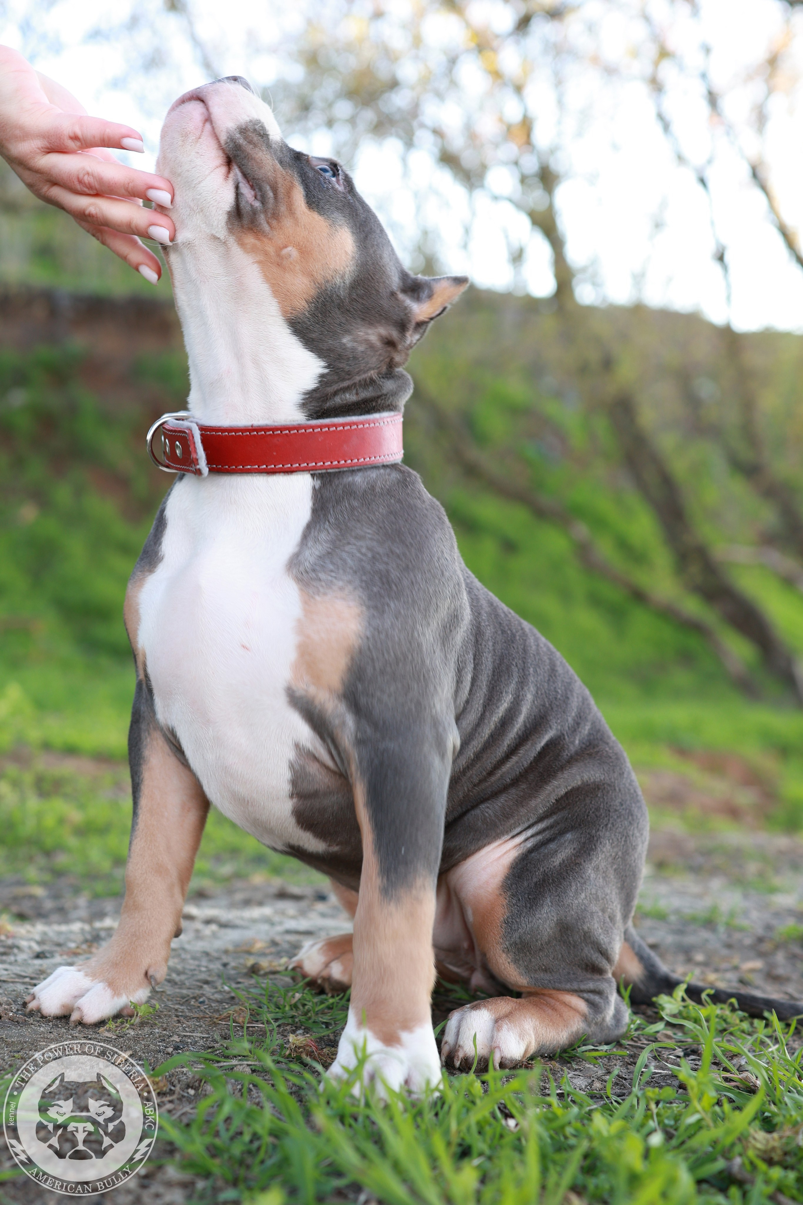 Свободные щенки Американский Булли, в типах покет, классик, стандарт. Американский Булли в г. Ростов-на-Дону. Питомник THE POWER OF SIBERIA