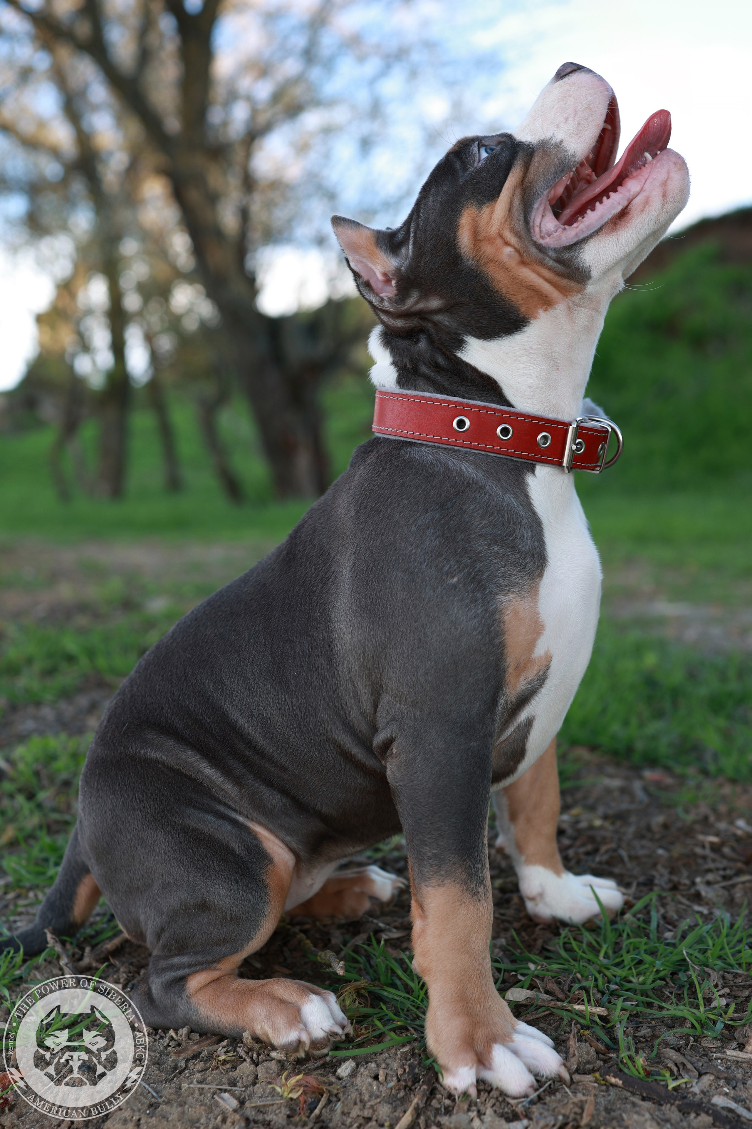 13.12.25-Мия-Турук. Американский Булли в г. Ростов-на-Дону. Питомник THE POWER OF SIBERIA