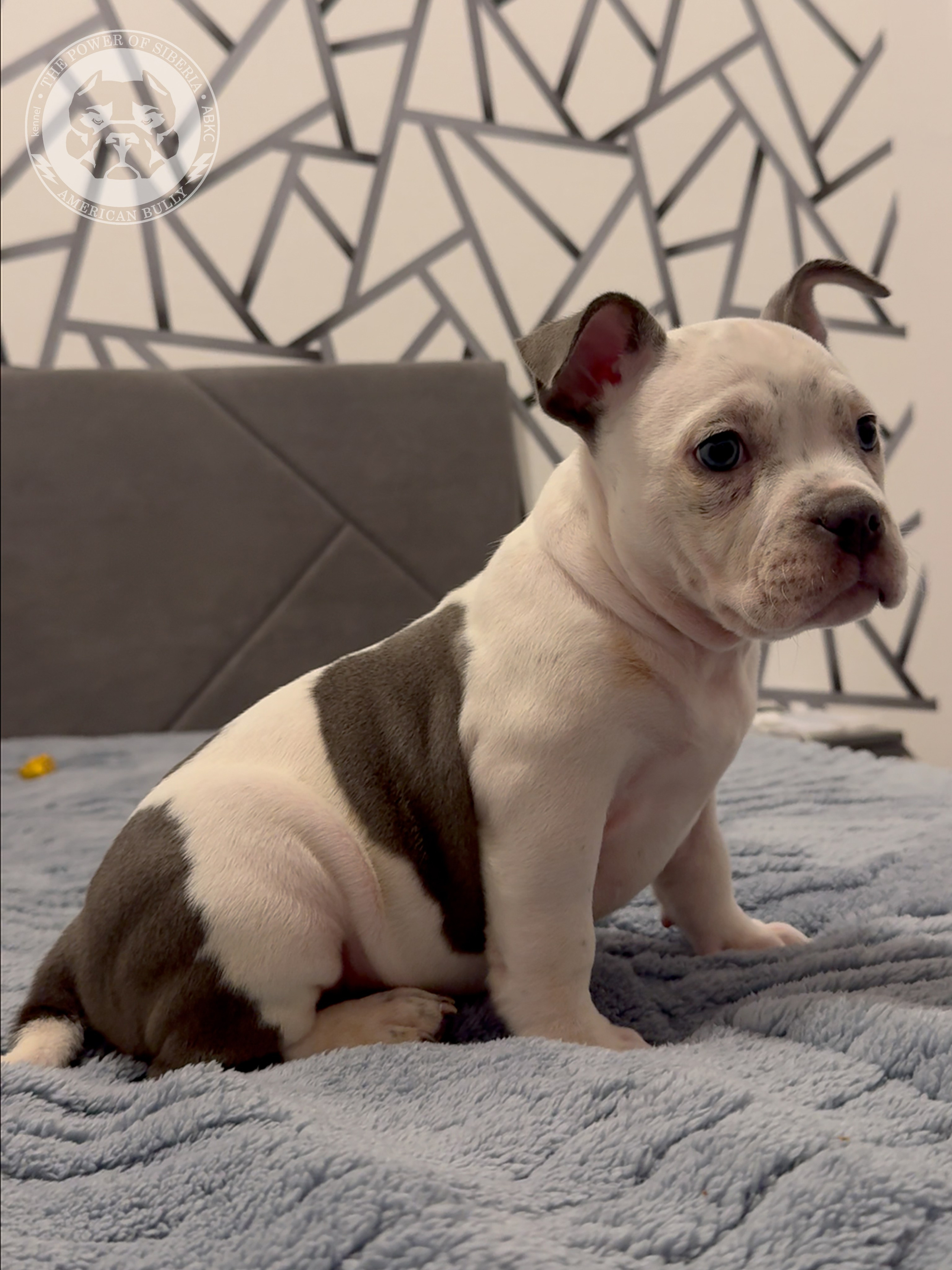 Свободные щенки Американский Булли, в типах покет, классик, стандарт. Американский Булли в г. Ростов-на-Дону. Питомник THE POWER OF SIBERIA
