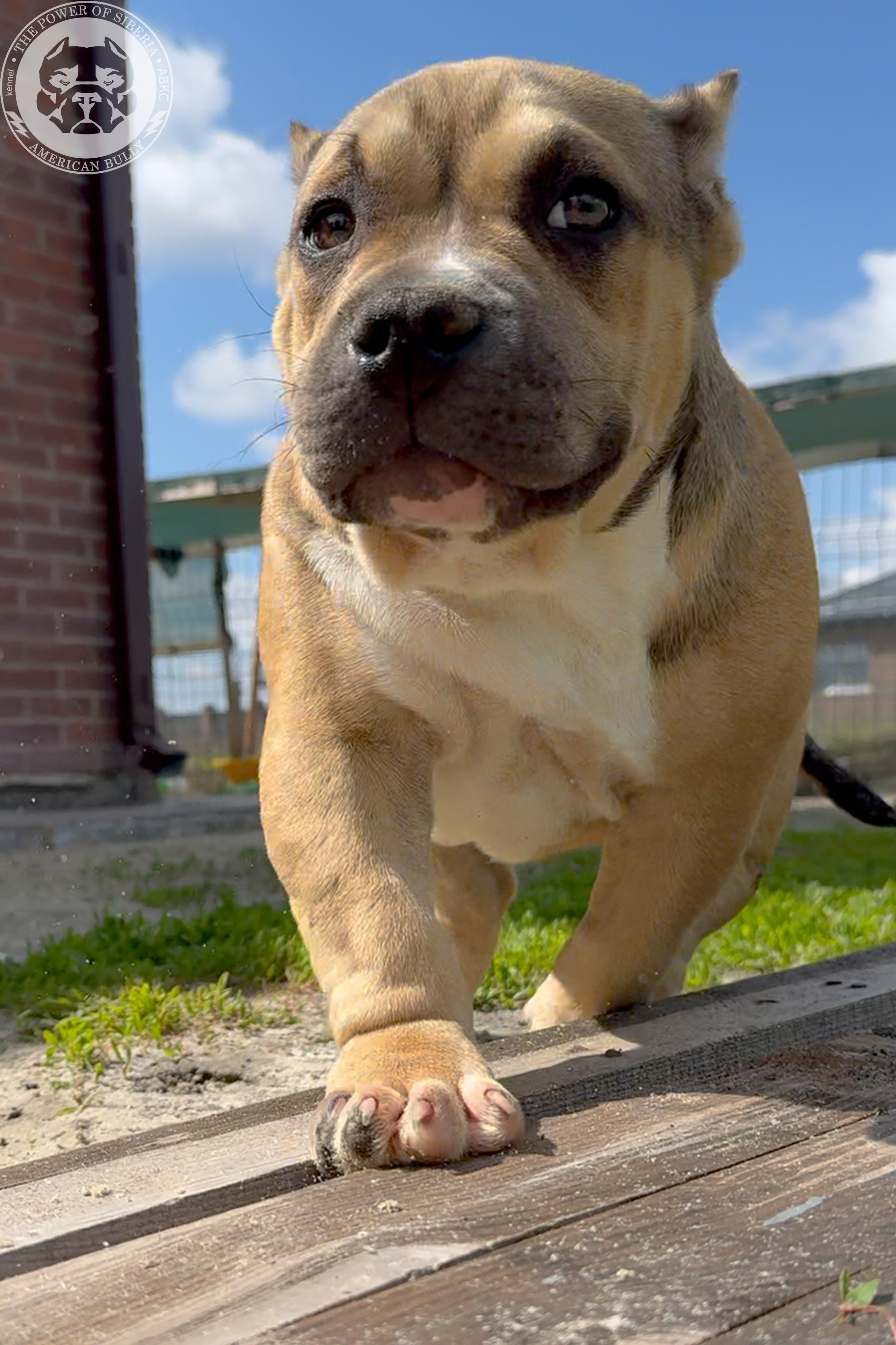 22.11.25 Тагира-Каспер. Американский Булли в г. Ростов-на-Дону. Питомник THE POWER OF SIBERIA