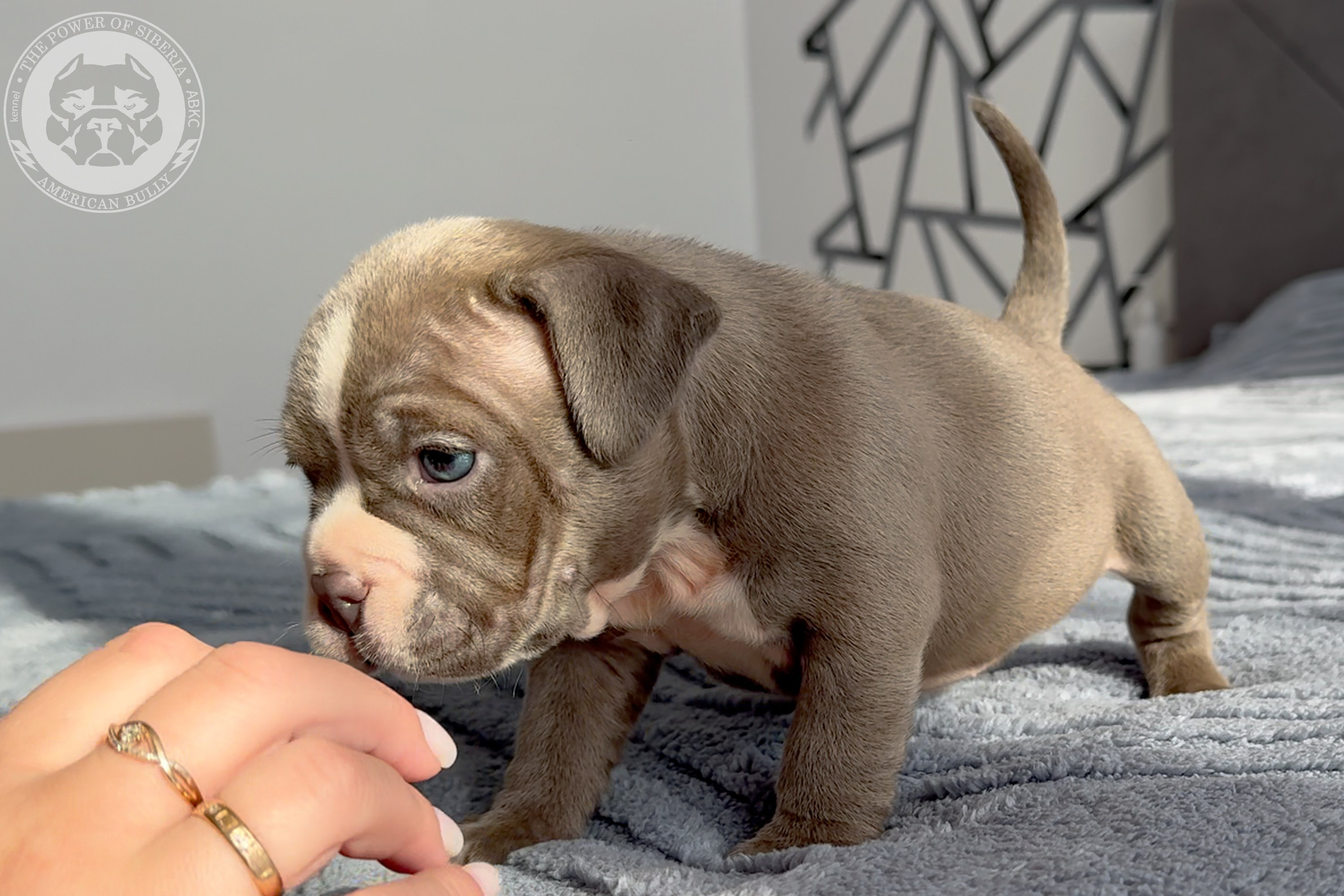 Свободные щенки Американский Булли стандарт и Свободные щенки Американский Булли классик. Американский Булли в г. Ростов-на-Дону. Питомник THE POWER OF SIBERIA