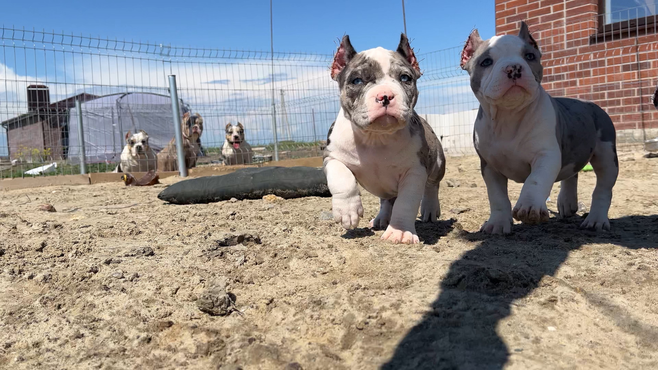 Фотографии Керри Американского булли Классик в возрасте 4 мес. Американский Булли в г. Ростов-на-Дону. Питомник THE POWER OF SIBERIA