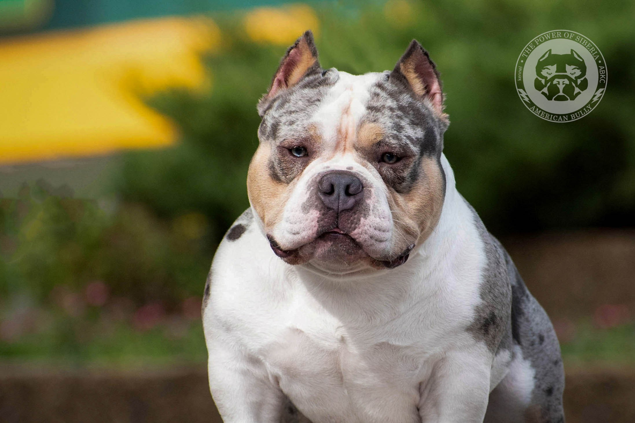 Августовские фотографии Каспера. Американский Булли в г. Ростов-на-Дону. Питомник THE POWER OF SIBERIA