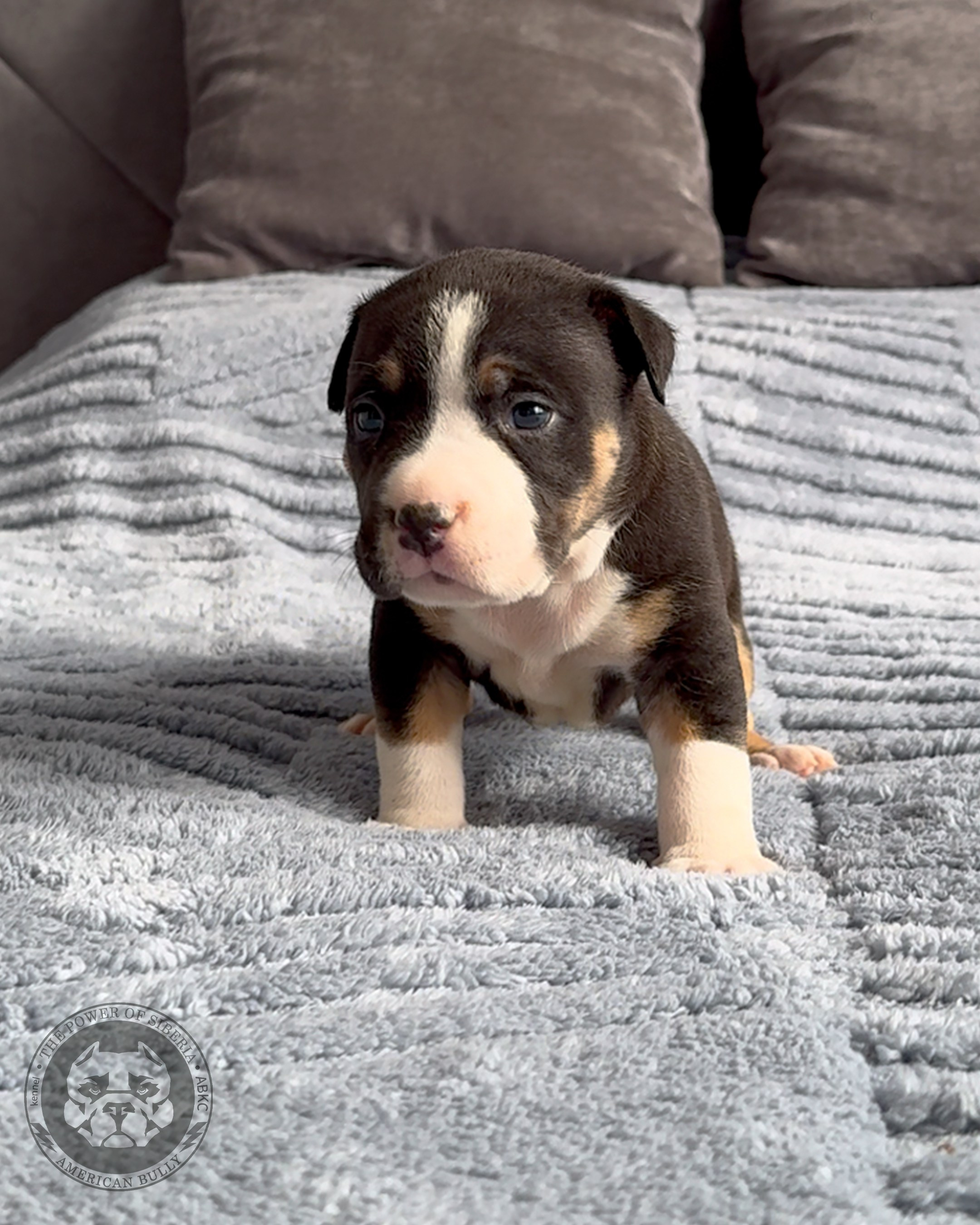 Свободные щенки Американский Булли, в типах покет, классик, стандарт. Американский Булли в г. Ростов-на-Дону. Питомник THE POWER OF SIBERIA