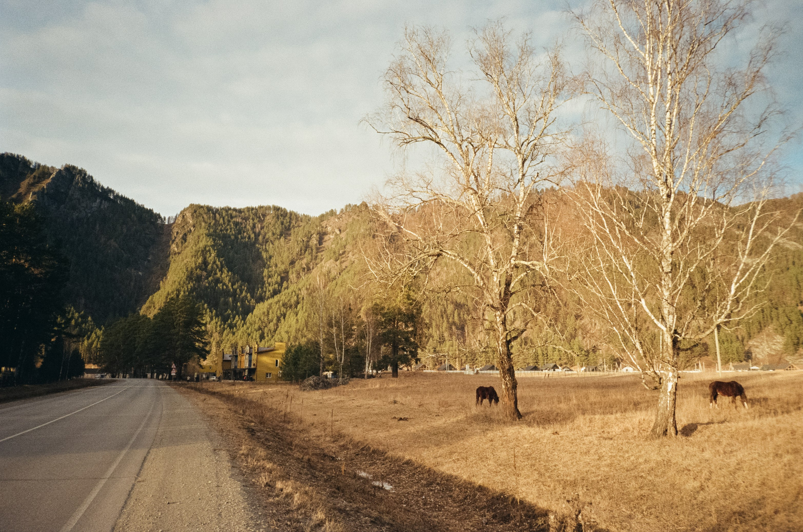 От Кызыл-Таша до Чемала. Техас, горы, поля и коровы. Фотограф-документалист Мария Осокина