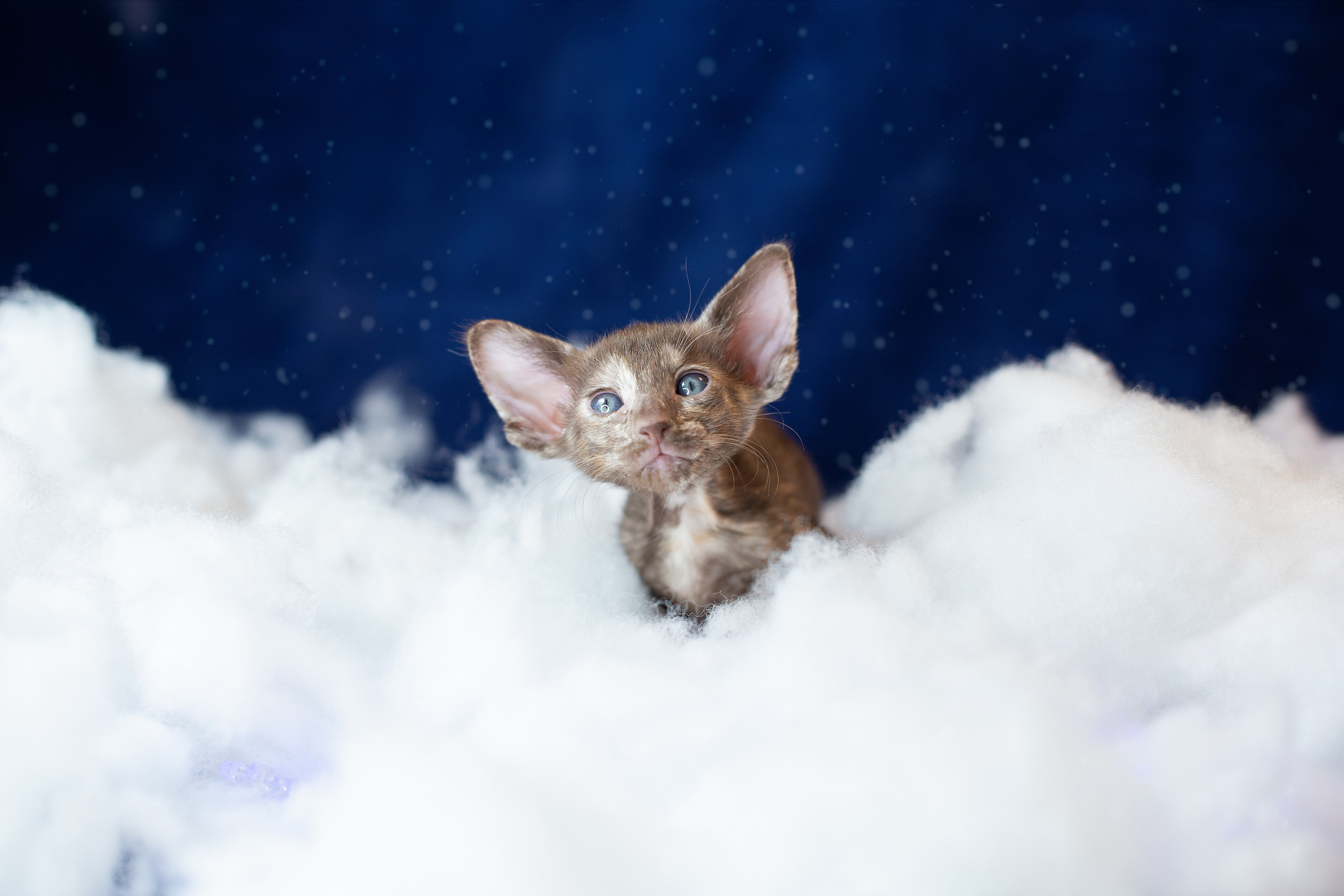 Заводчик Юлия Панова. Творческий фотограф Вологда