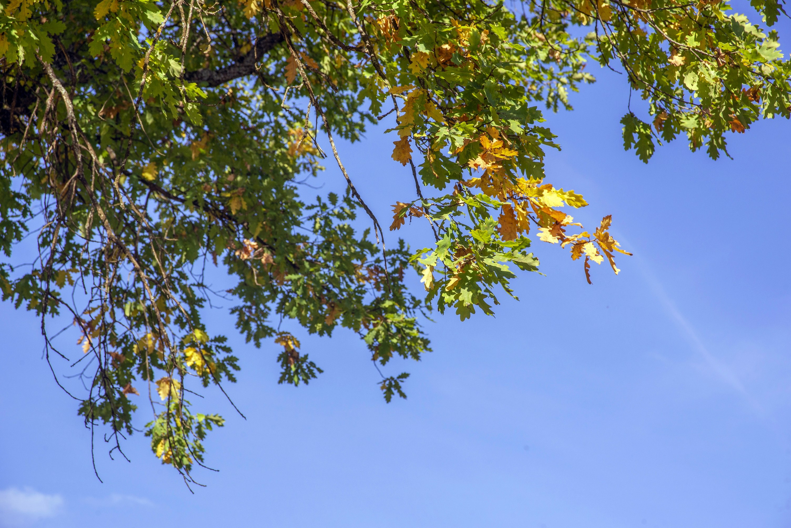 Абрамцево. Сентябрь 2023. Игорь Жучков. Россия увиденная глазами путешествующего фотографа