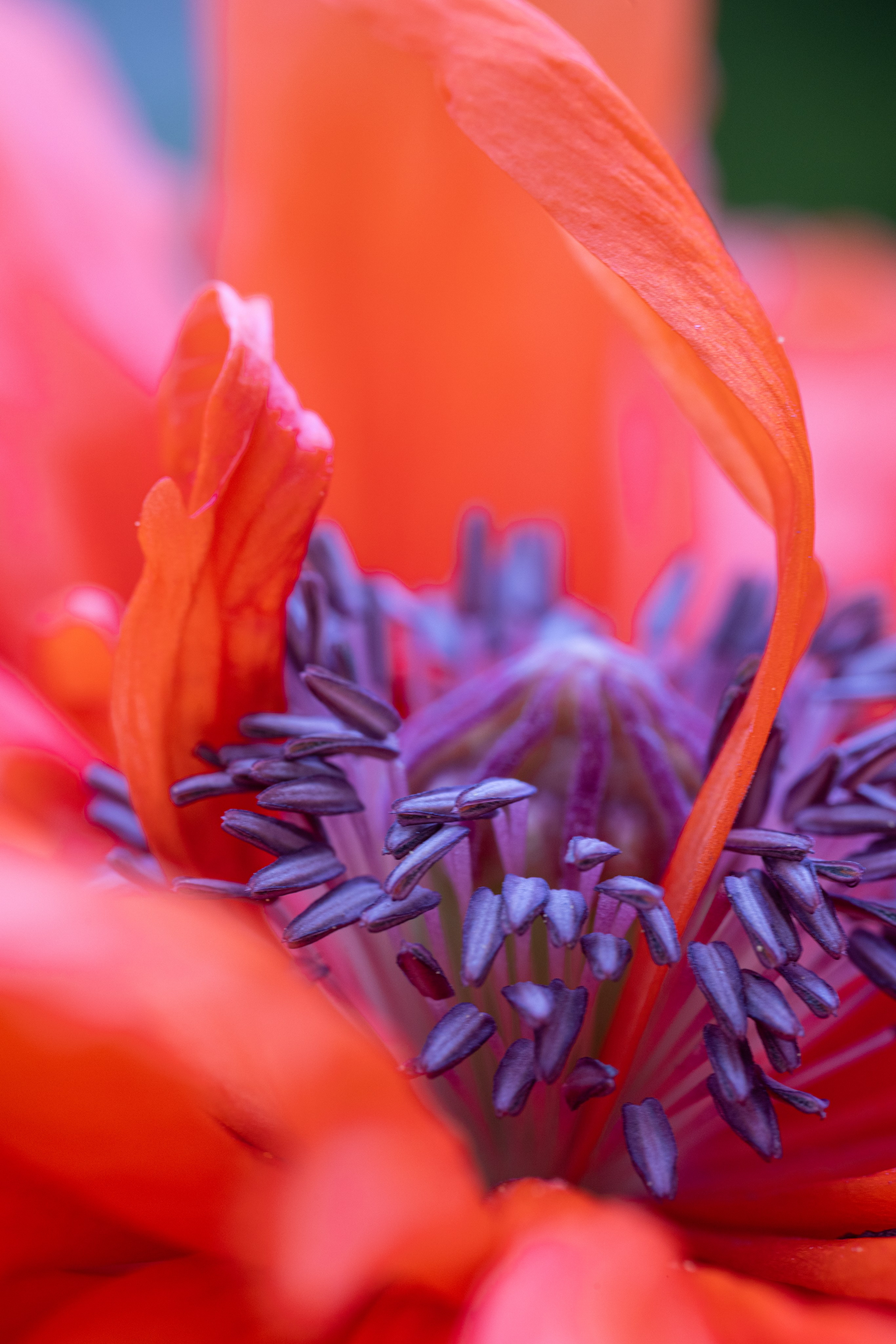 Macro. Фотограф на Юге России