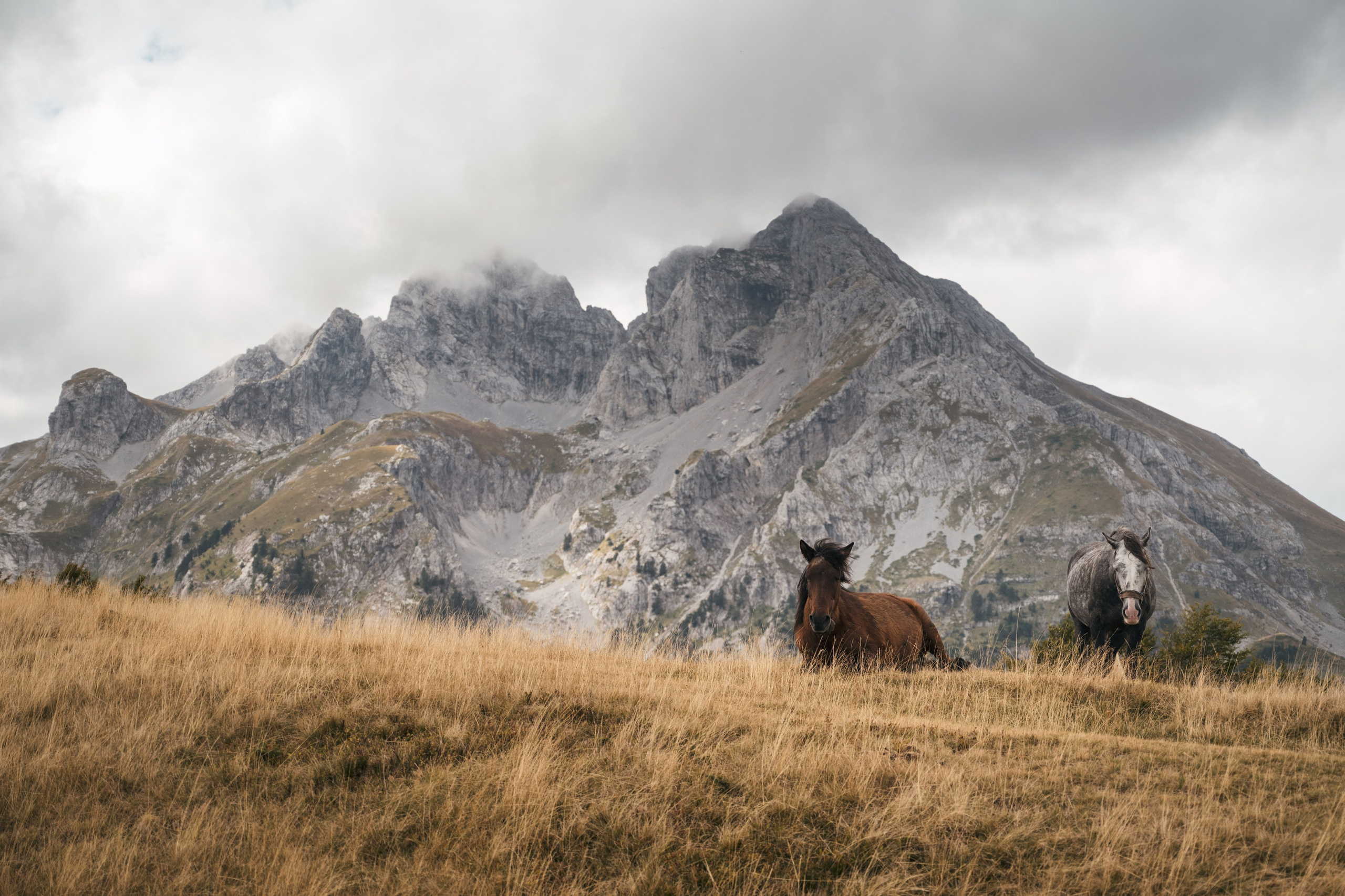 ГОРЫ КОМОВИ. ЧЕРНОГОРИЯ. Фотограф в Белграде Чугреева Елена