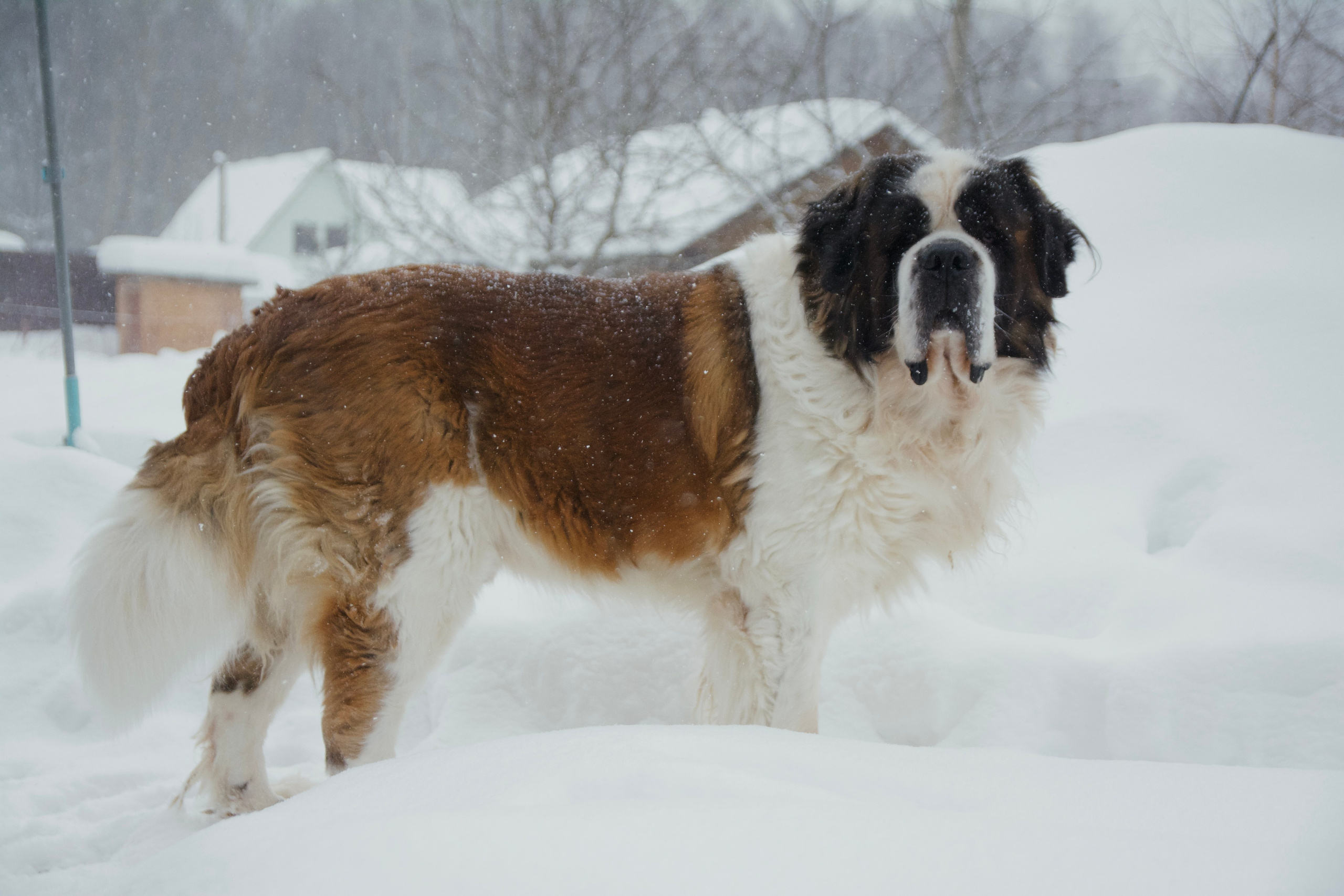 Сенбернар Бетховен. F/8 and be there — оказаться в нужном месте и поймать момент