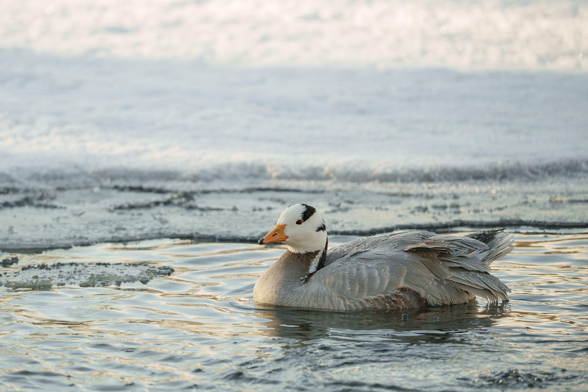 Удивительные мир птиц. Вокруг нас столько прекрасного — присмотритесь!. Ваш личный фотограф Марина Волкова