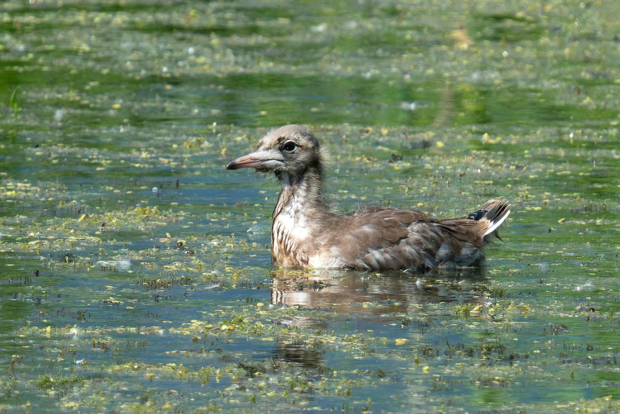 Удивительные мир птиц. Вокруг нас столько прекрасного — присмотритесь!. Ваш личный фотограф Марина Волкова