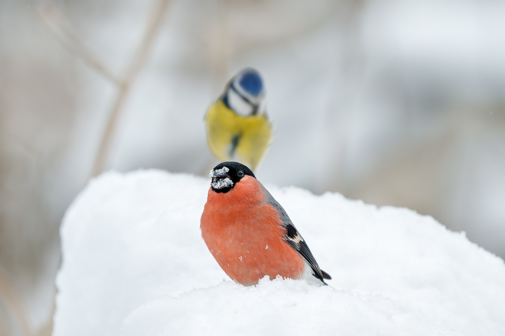 Удивительные мир птиц. Вокруг нас столько прекрасного — присмотритесь!. Ваш личный фотограф Марина Волкова
