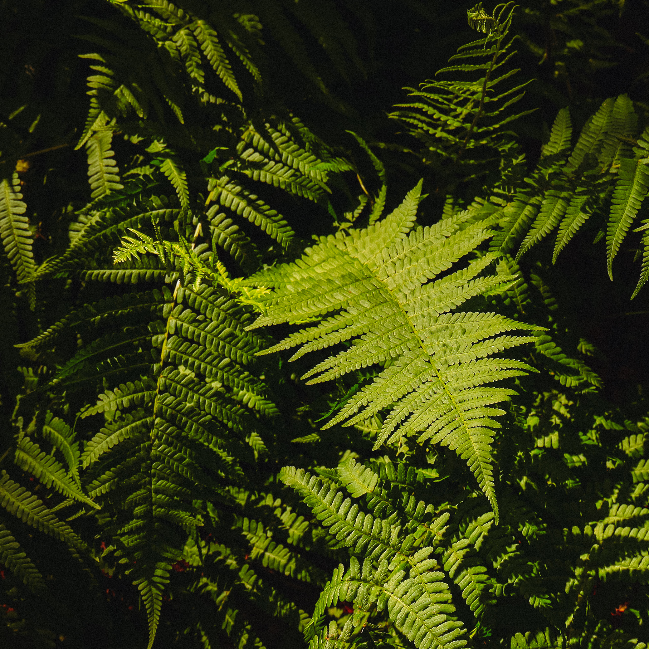 Summer hike. Фотограф/дизайнер в Екатеринбурге Хитрый Дмитрий