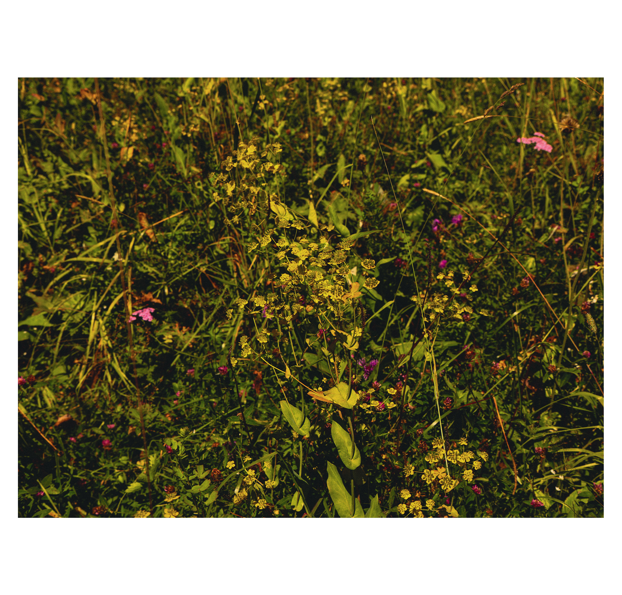 Summer hike. Фотограф/дизайнер в Екатеринбурге Хитрый Дмитрий