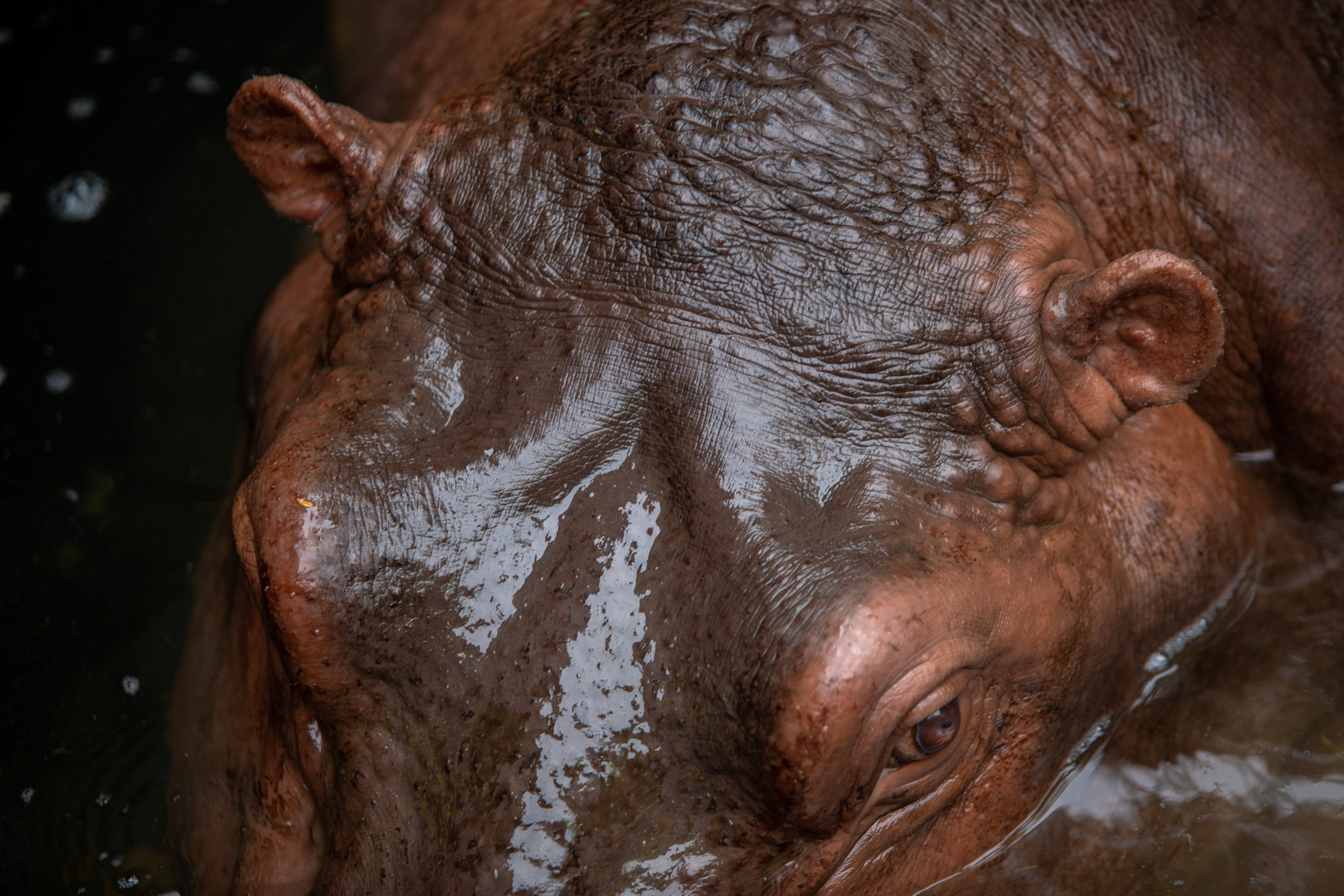 Samut Prakan Crocodile Farm & Zoo. Photographer Sonkina Tatiana (Tanya Ash)