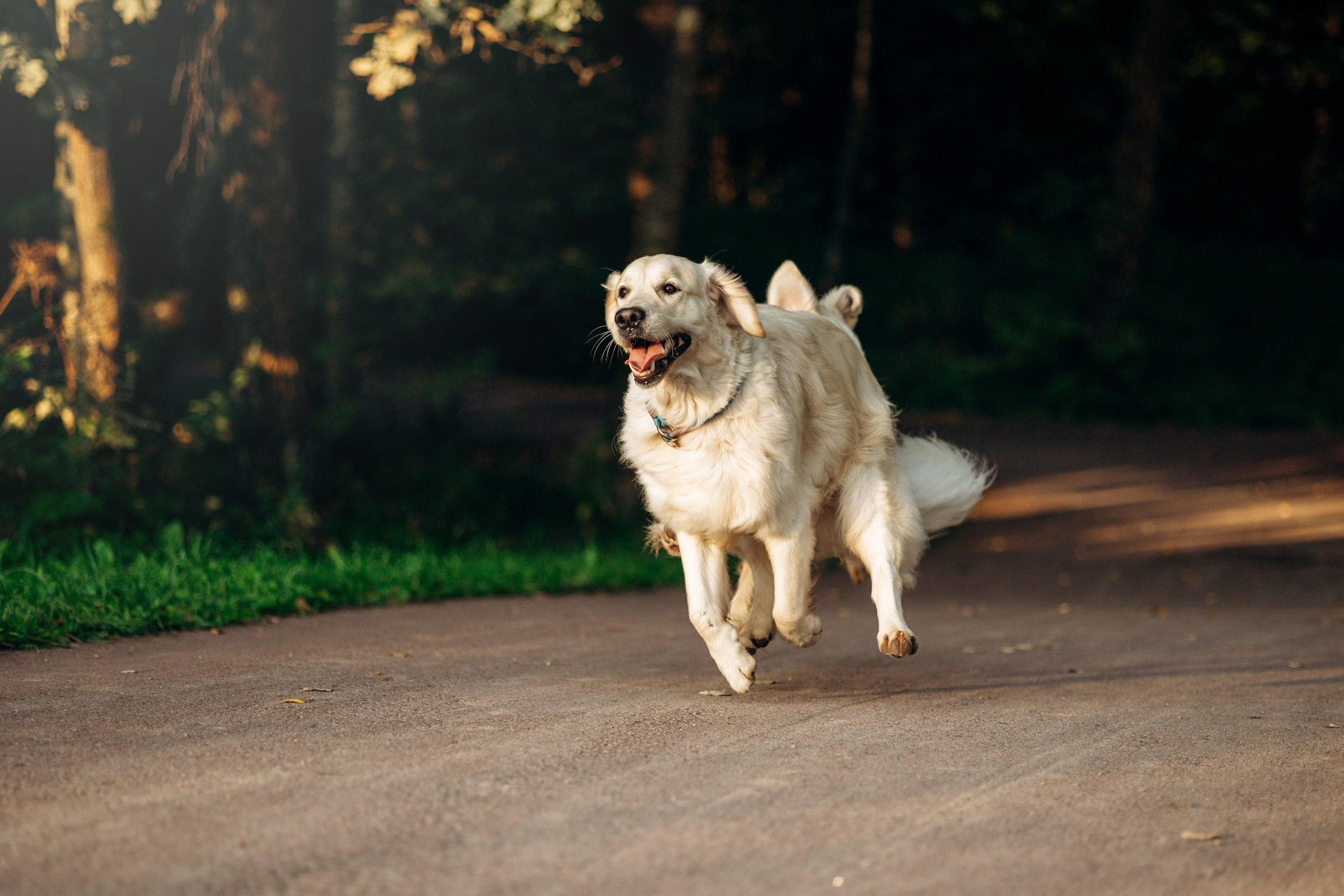 Ирина и ее золотинки. Фотограф — Анималист | Санкт-Петербург